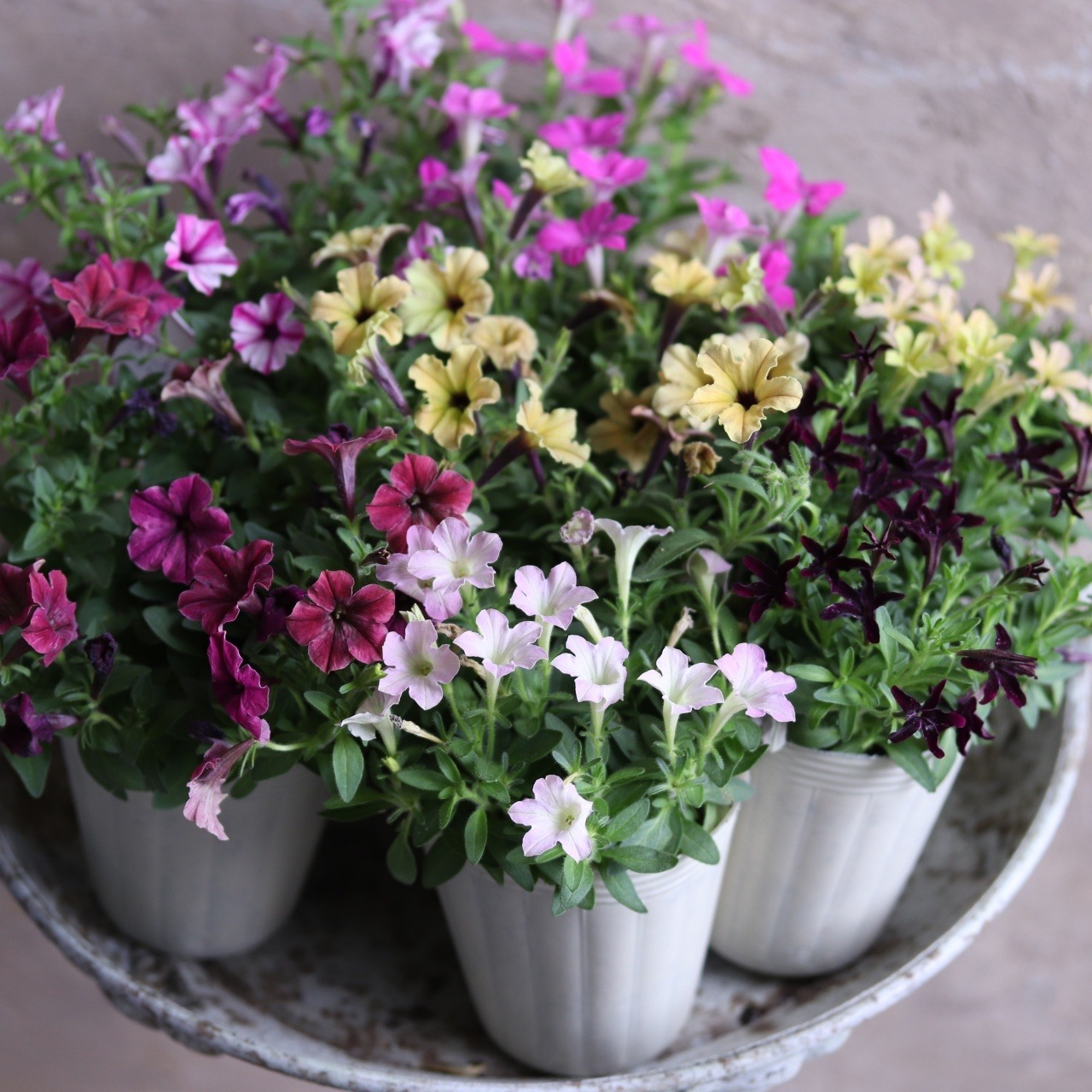 mondimanche ペチュニア　栄養系　Rin りん　アンティークイエロー｜小さなお花　暑さ、雨に強く寄せ植えにオススメ