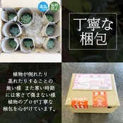【新着3日限定10%OFF】フィロデンドロン　マヨイ【527】