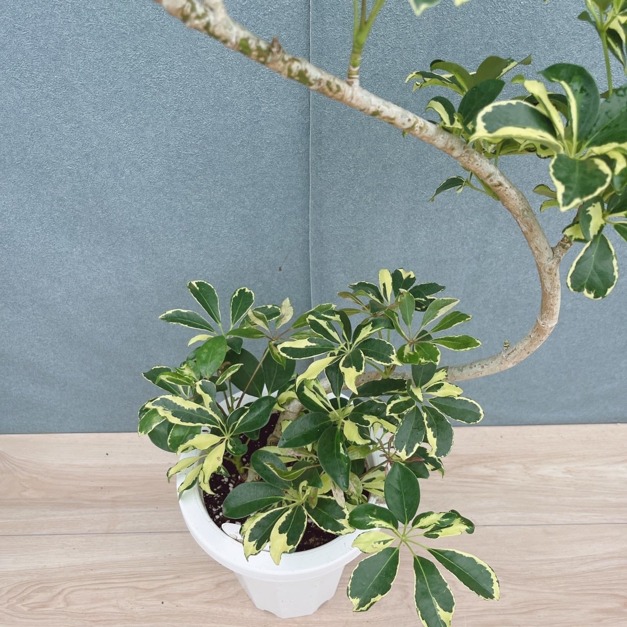 現品］10番A シェフレラ ウォルシー 曲がり 7号 観葉植物 斑入り 室内