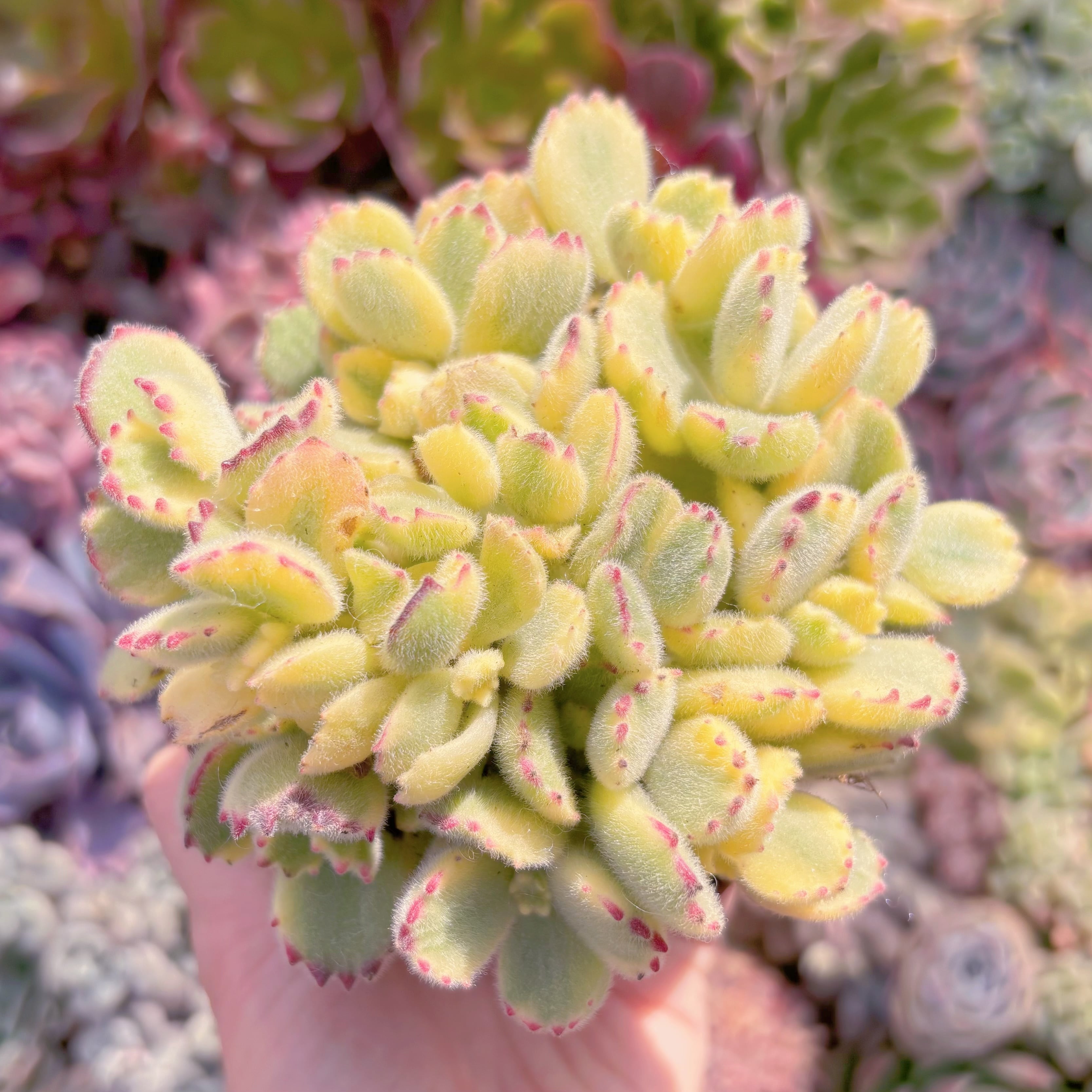 現品　白熊#A64　群生　るる農園