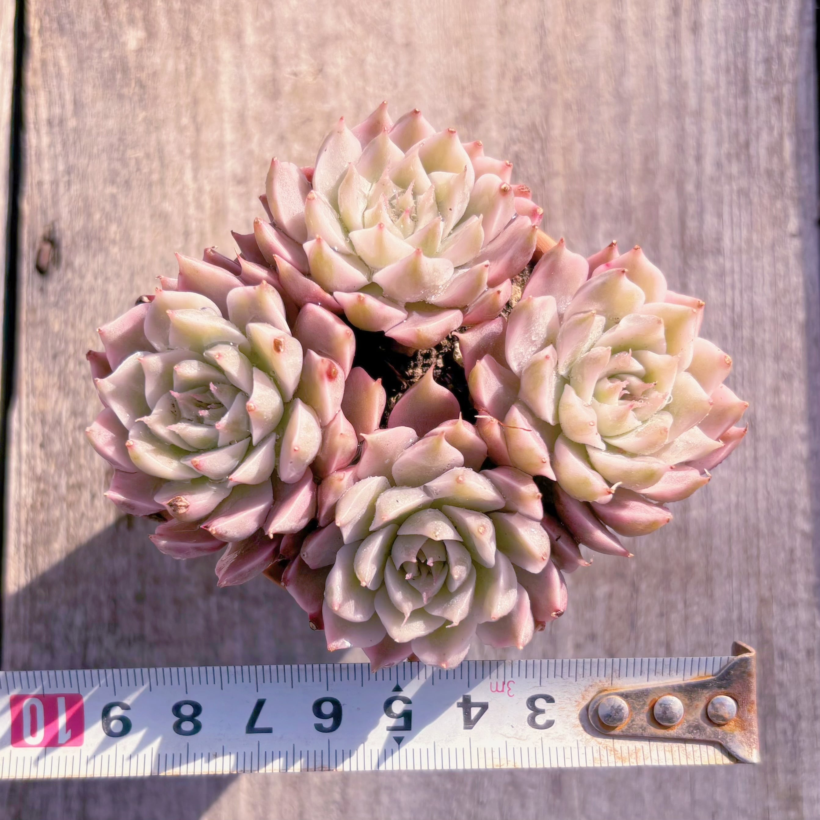 多肉植物 マーガレット錦 群生(3~4頭) 新入荷 るる農園 | るる農園