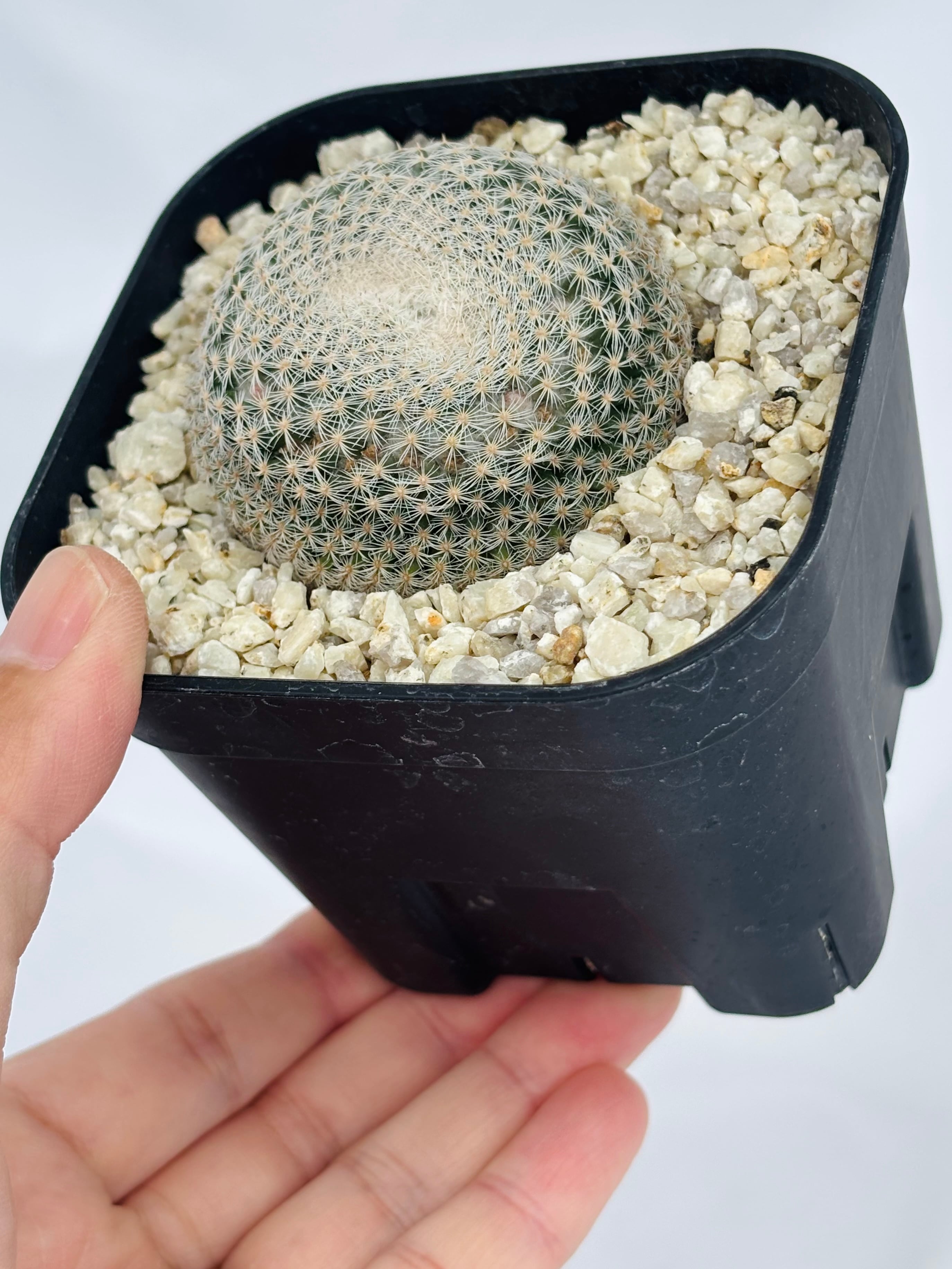 Mammillaria lentha マミラリア 白絹丸 サボテン | plants MARU