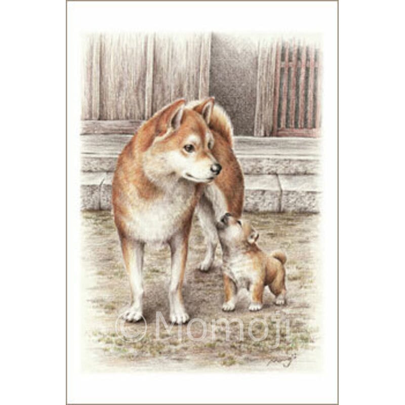 柴犬2・ポストカード6枚セット Momoji-ya 色鉛筆画ポストカード6枚セット