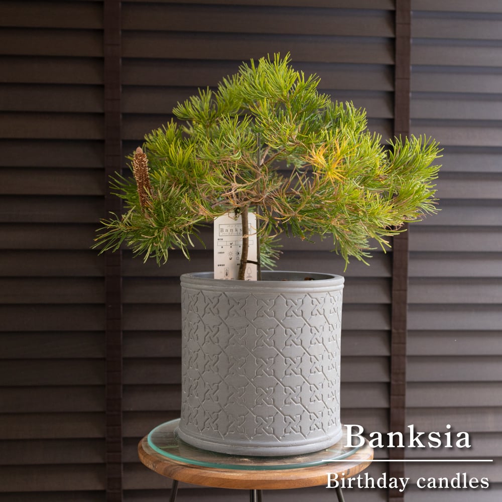 ソテツ 7号 蘇鉄 ヤシの木 ドライガーデン ロックガーデン