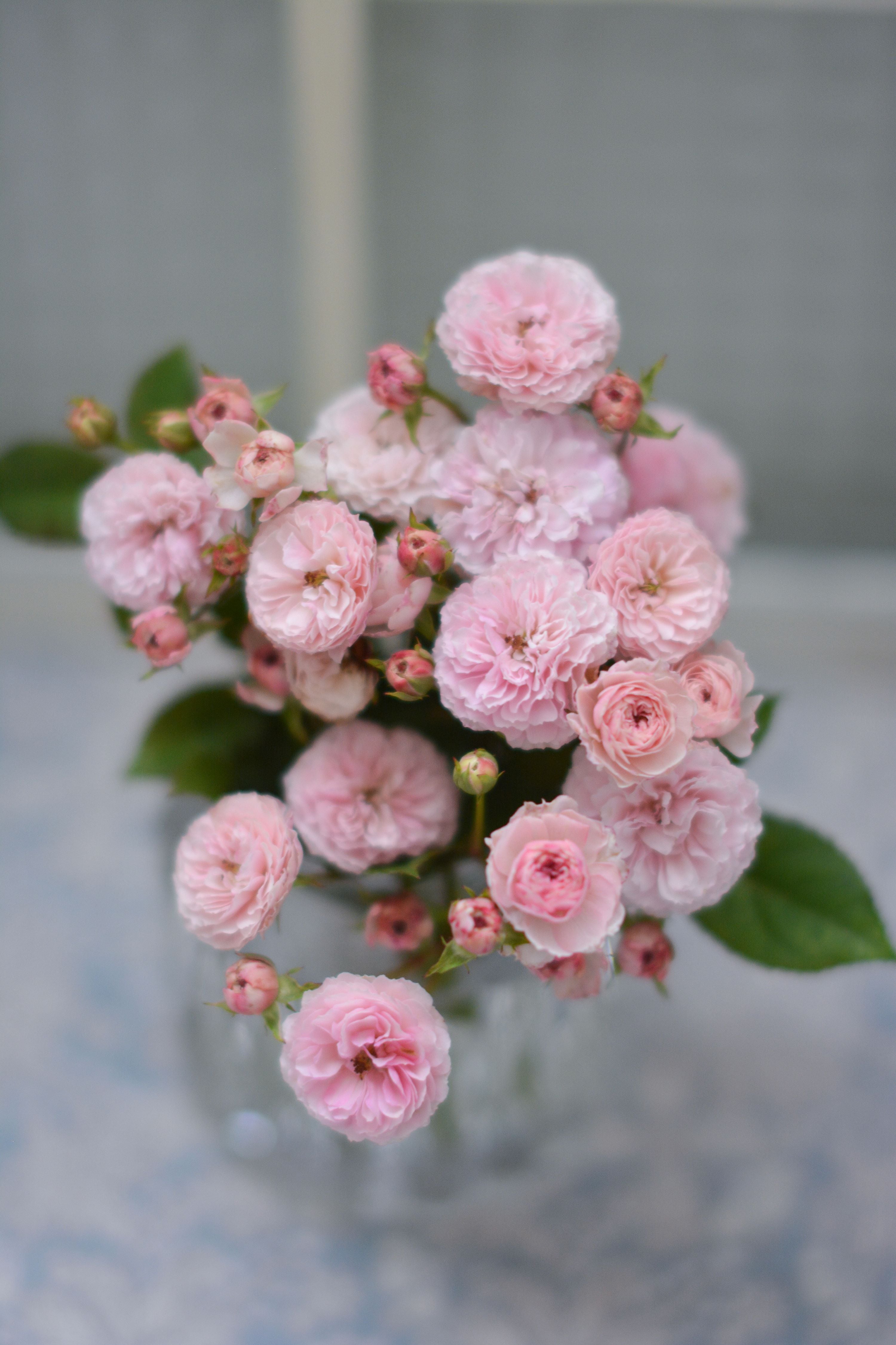 バラ大苗 <ローズ・ドゥ・メルスリー> プチ・ポワン 7号鉢