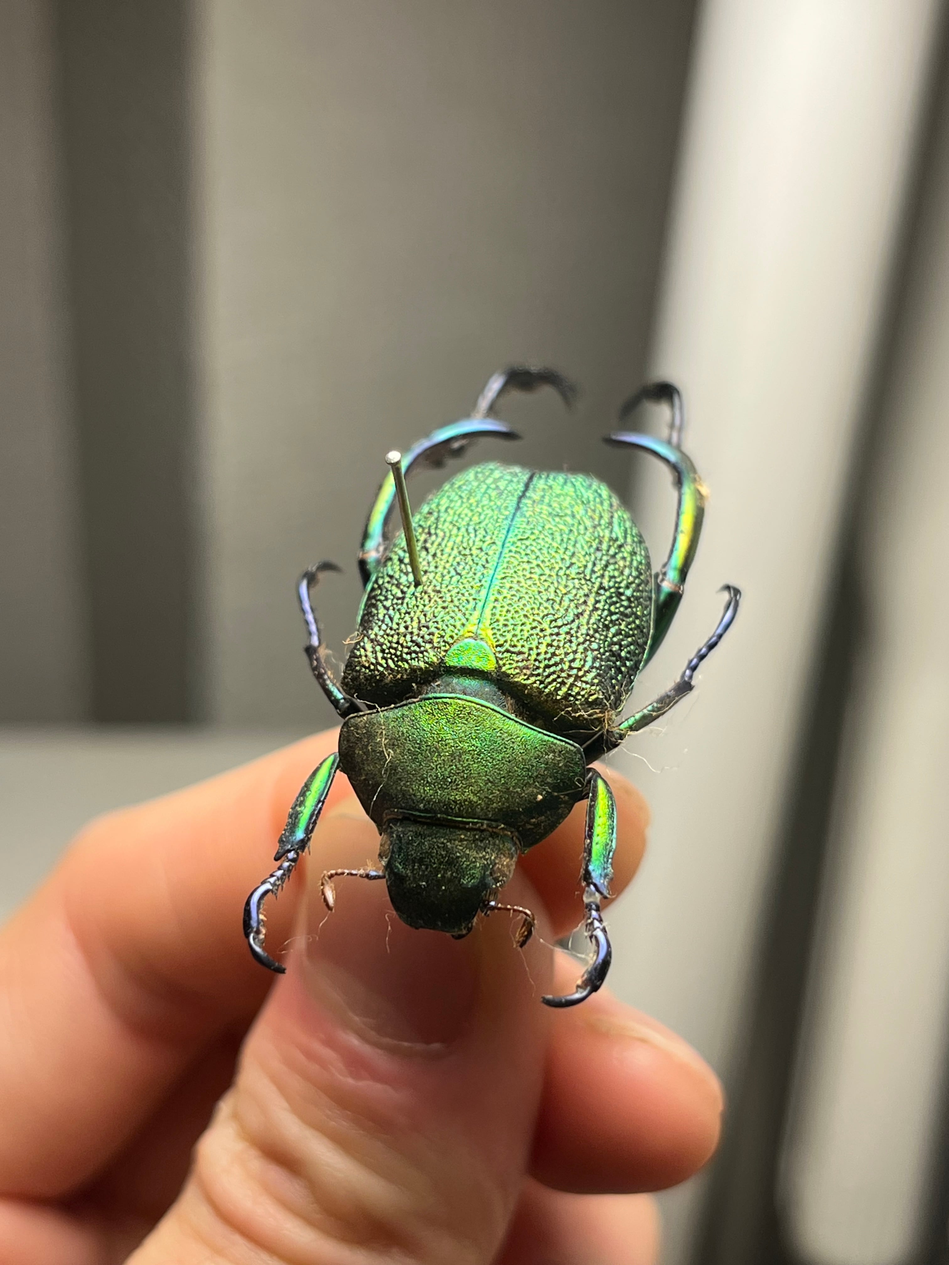 32mm】アシナガミドリツヤツヤコガネ 昆虫標本 プラチナコガネ
