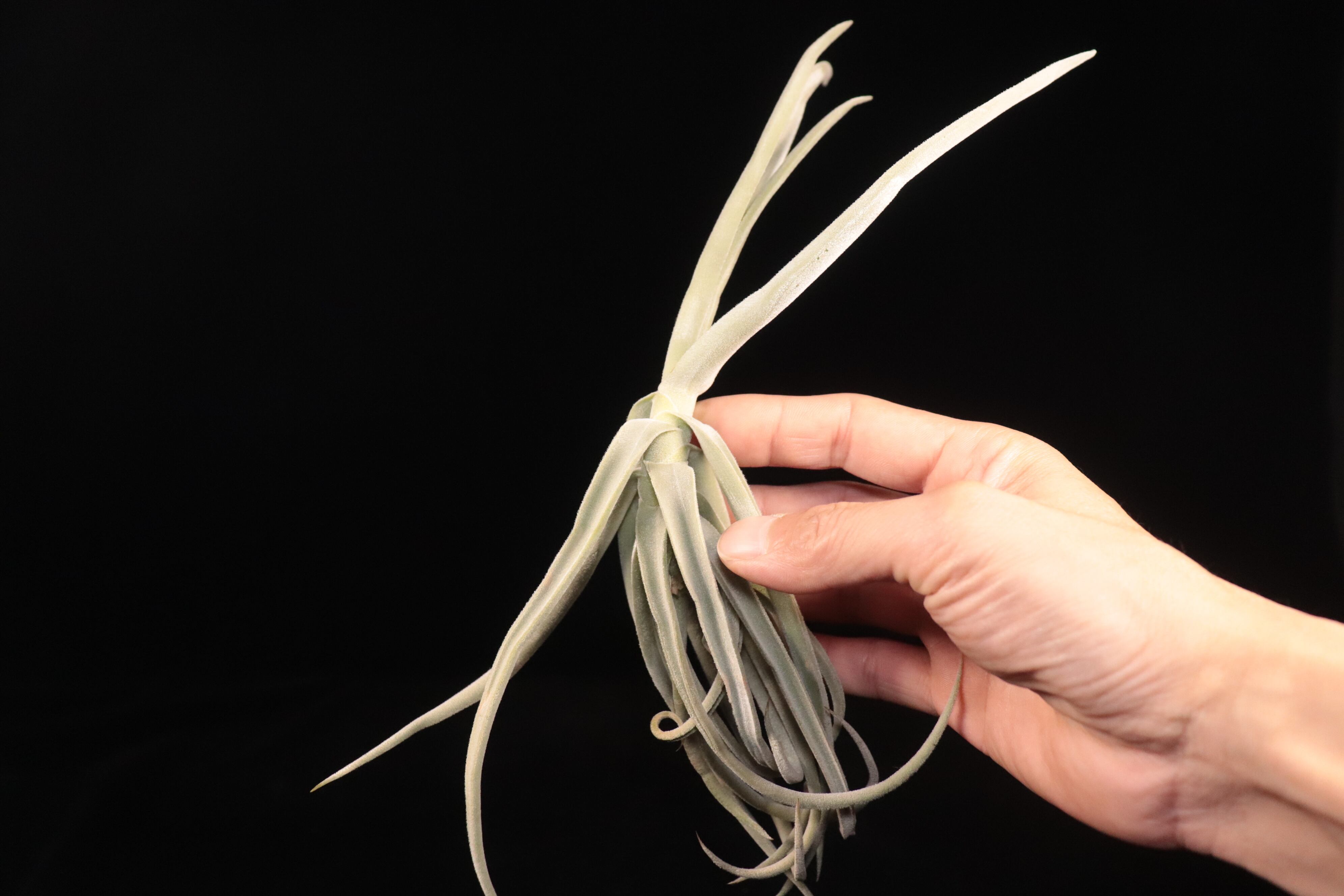 送料無料】duratii Thick leaf giant clone〔エアプランツ〕現品