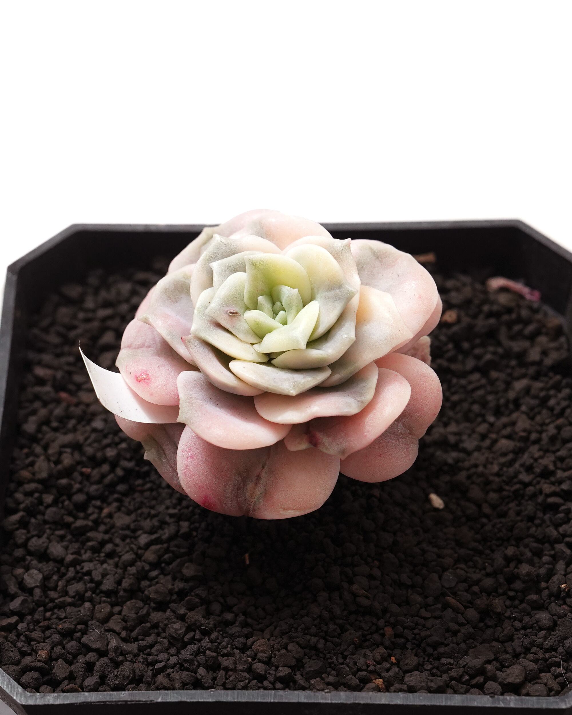NEW RELEASE | PUKUBOOK SUCCULENTS