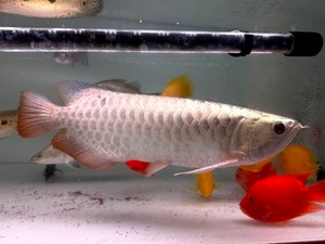 C02   アジアアロワナ　過背金龍　47㎝前後　250-002763