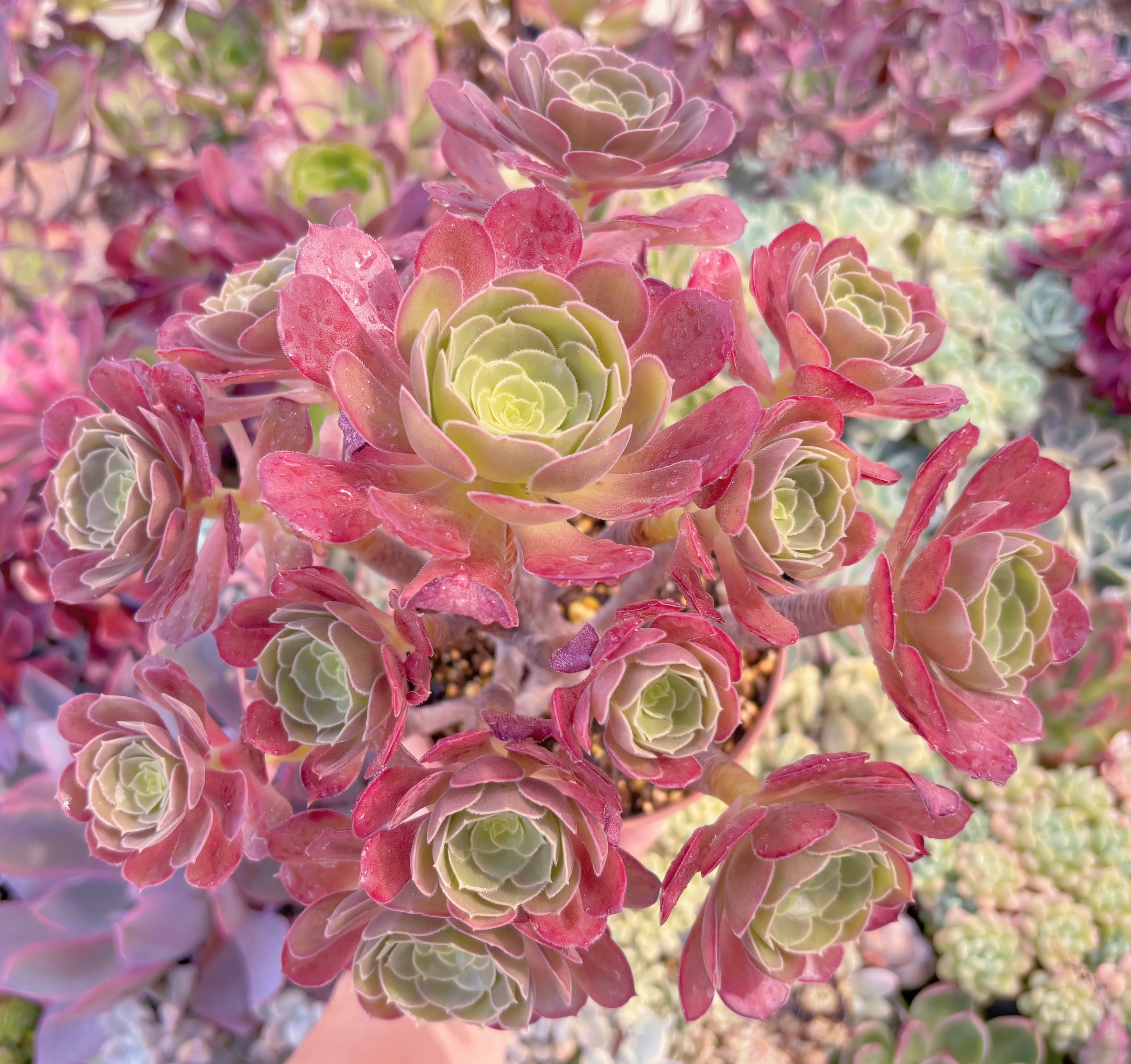 現品　ローズ法師#597　るる農園