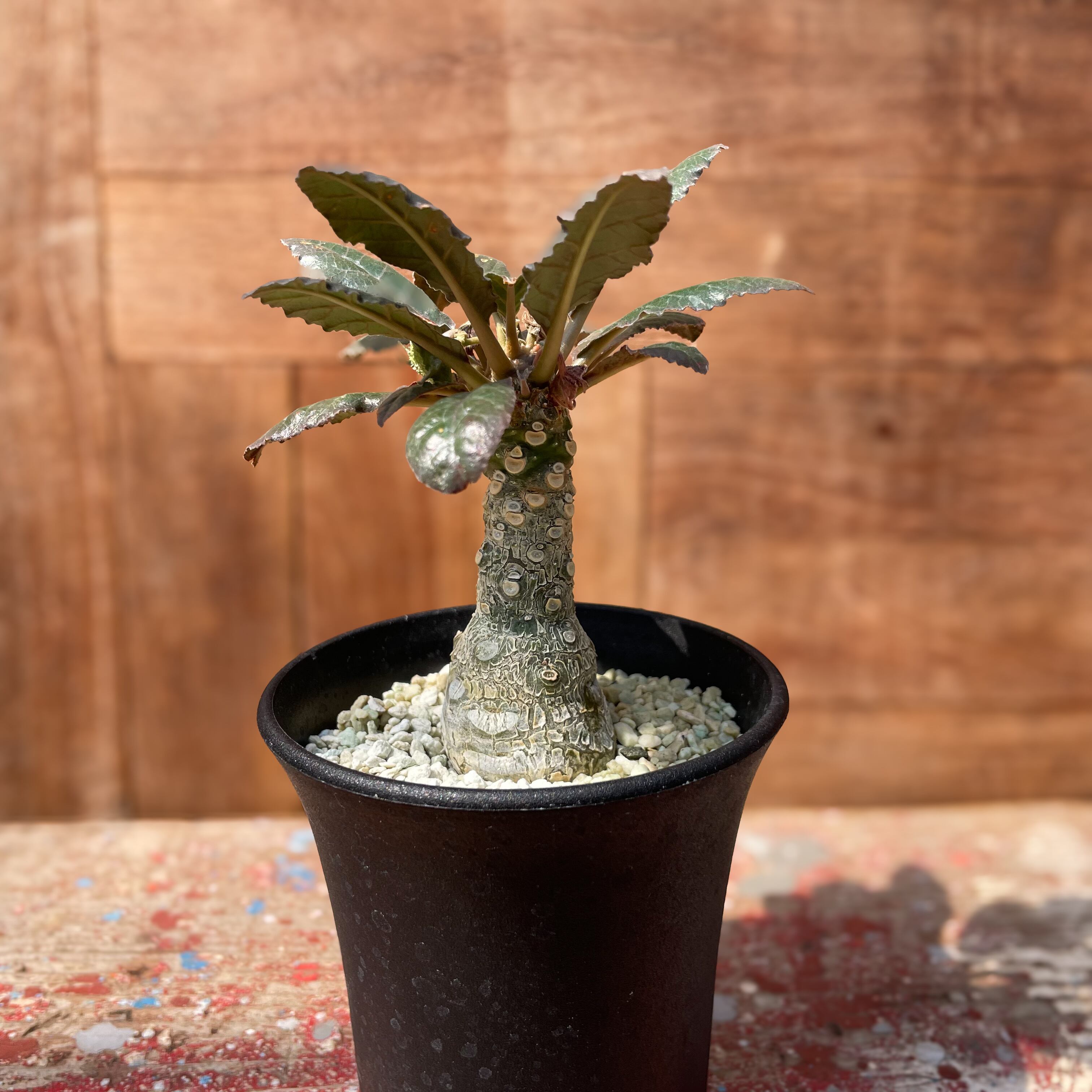 （◎＿◎；）★綴化★Dorstenia★ドルステニア・フォエチダ★石化★★★ HACHI-8公式ドルステニア -Dorstenia- \u2013 Hachi-8