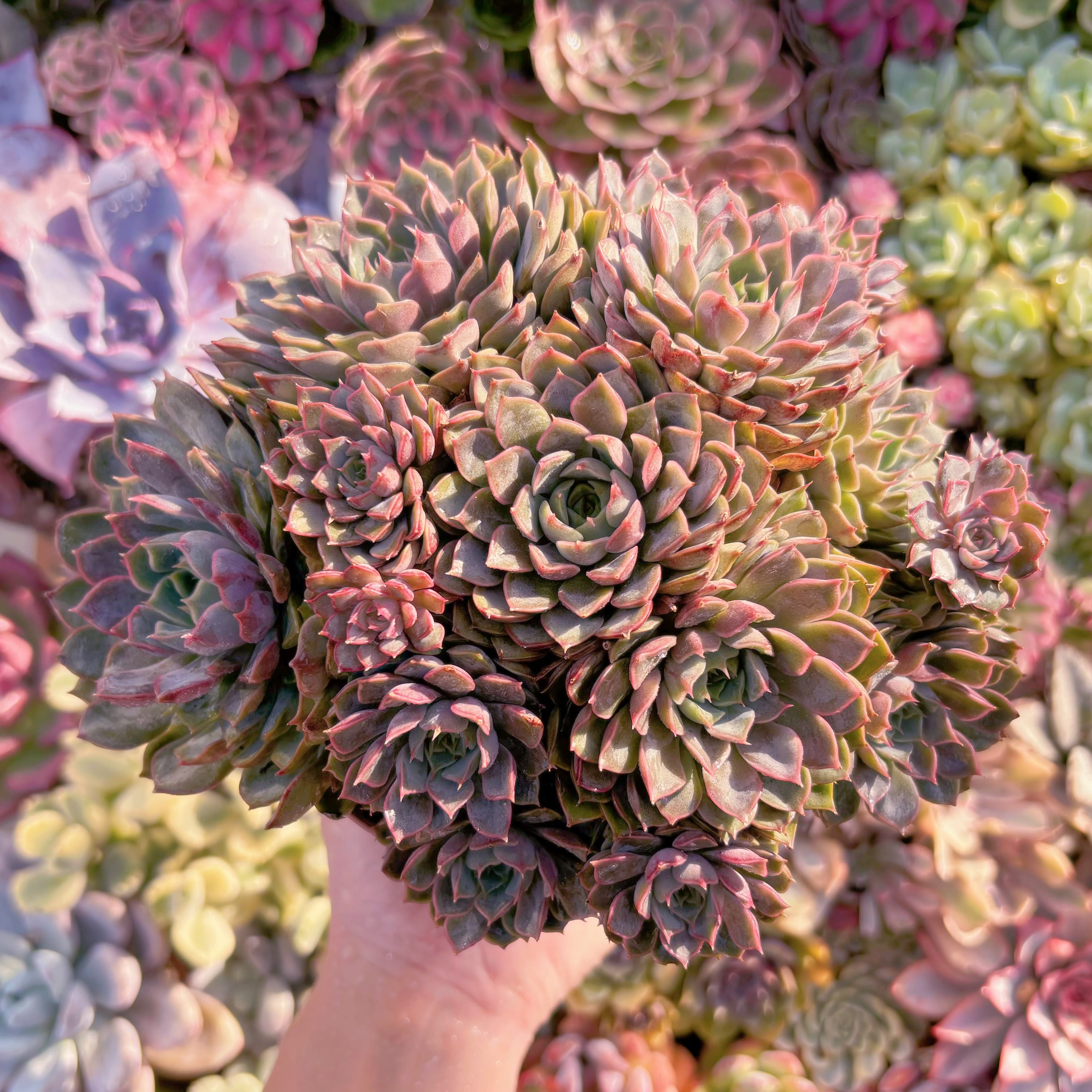 現品　シャルルローズ#K050　特大群生　るる農園