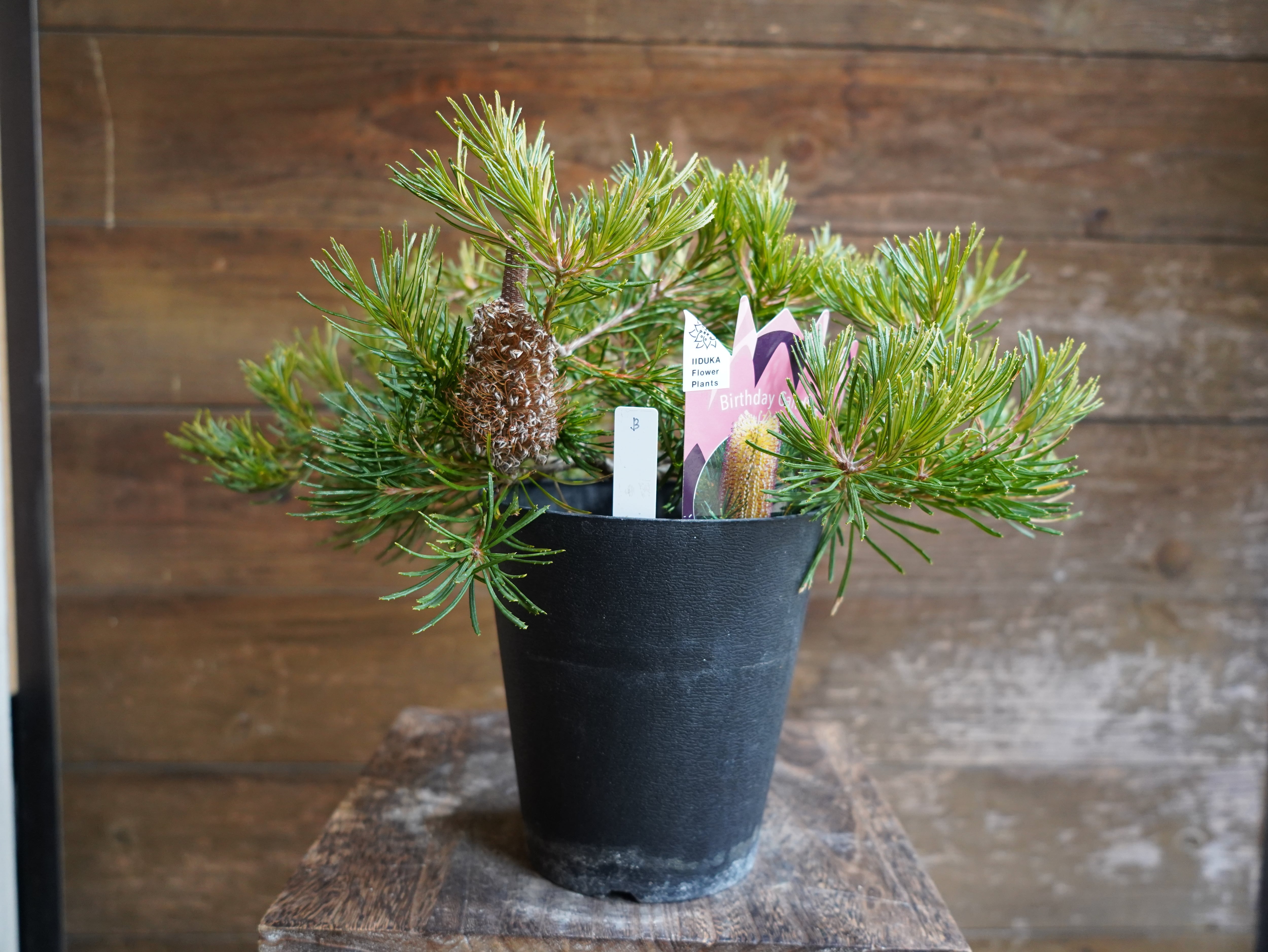 【現物】バンクシア　”バースデーキャンドル”　B