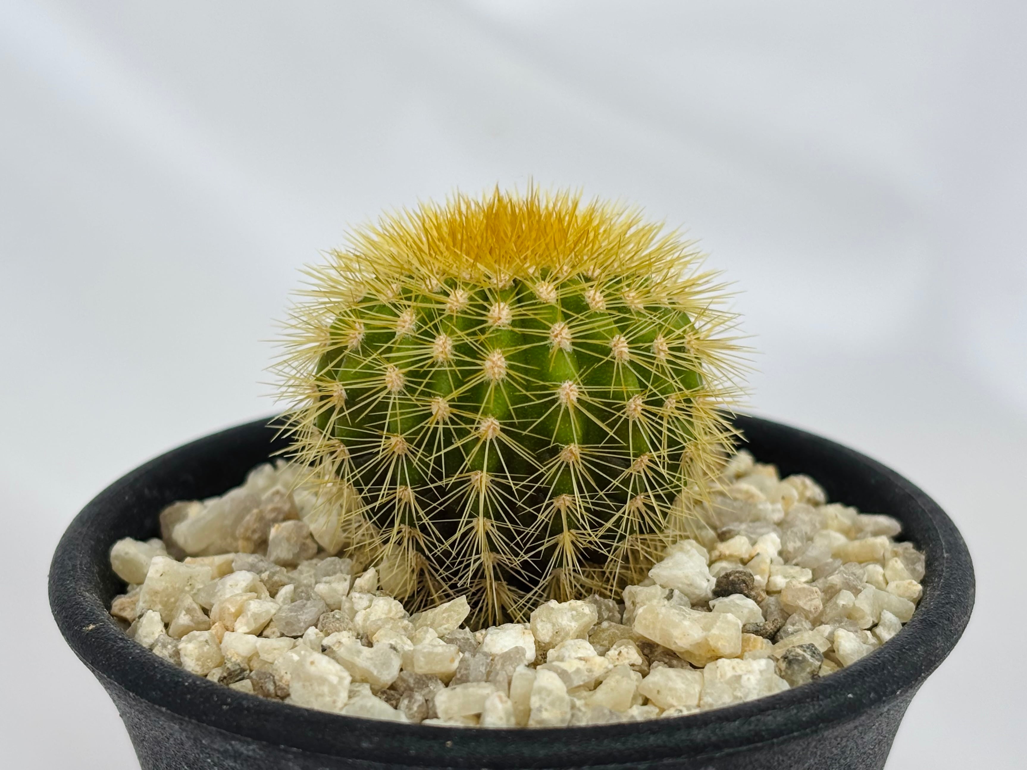 Uebelmannia pectinifera v. eriocactoides ユーベルマニア エリオカクトイデス サボテン