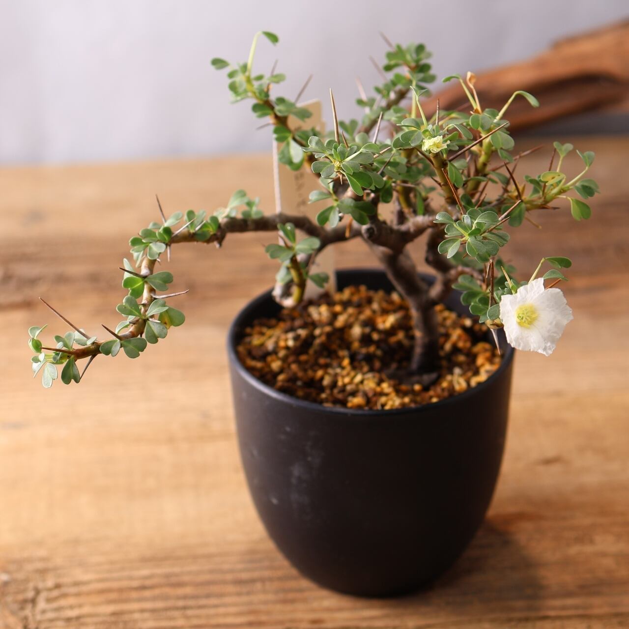 337トゲの中に映える白花『モンソニア バンデリエティアエ』観葉植物
