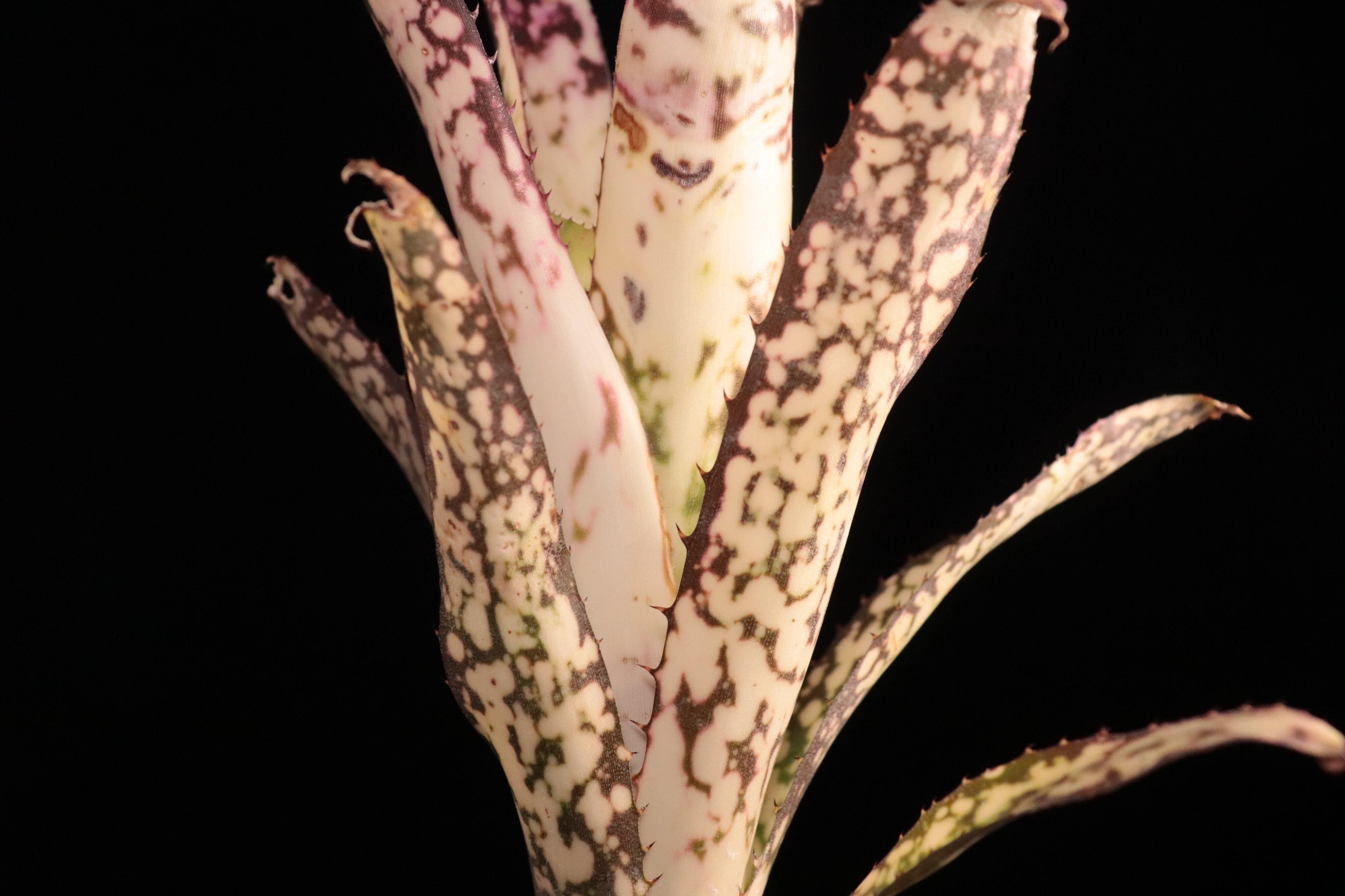 送料無料】Billbergia Birds of the Paradise (Hallelujah x Alaka'i