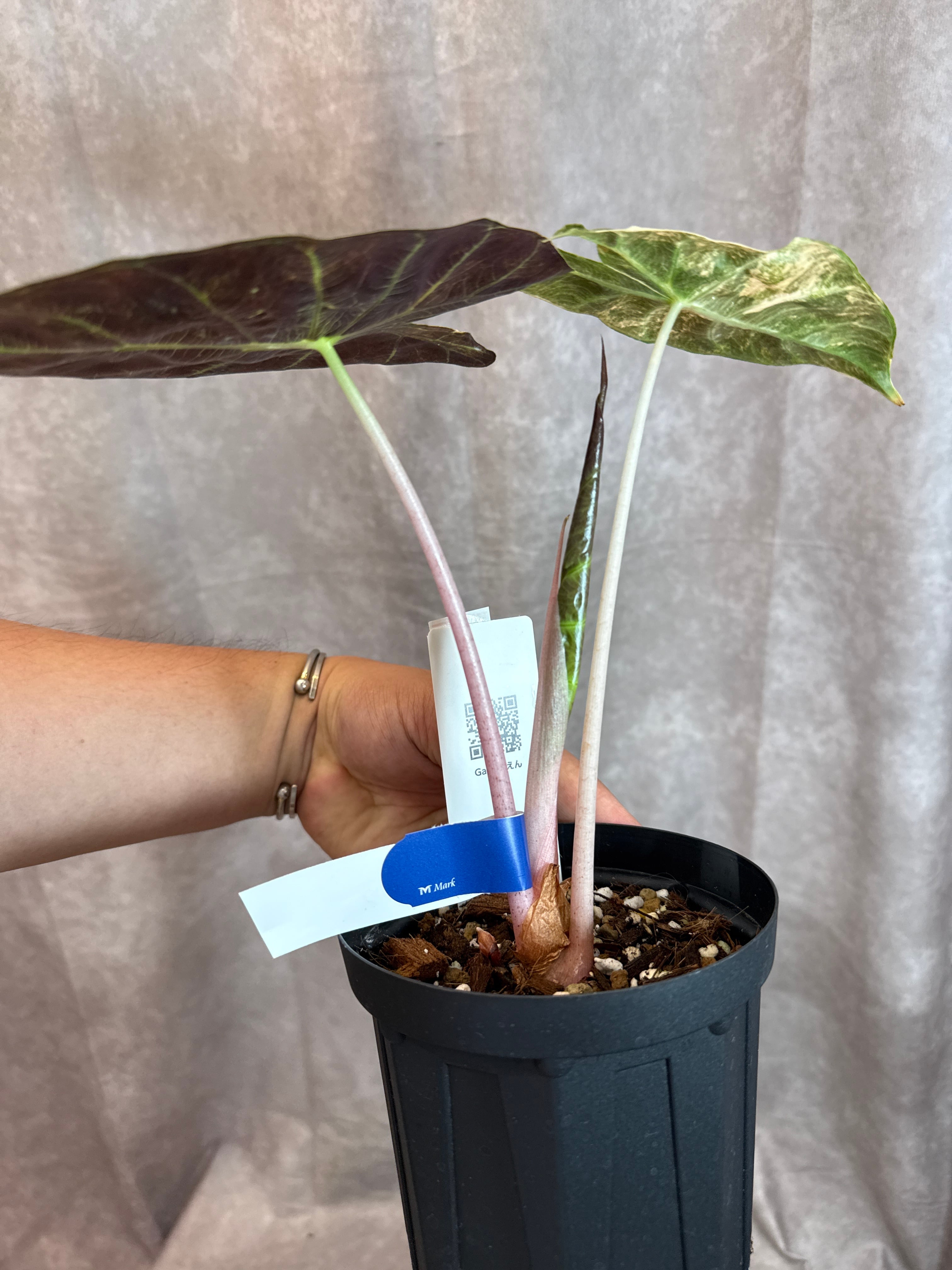 アロカシア ピンクドラゴン斑入り | Gardenえん 【観葉熱帯植物】