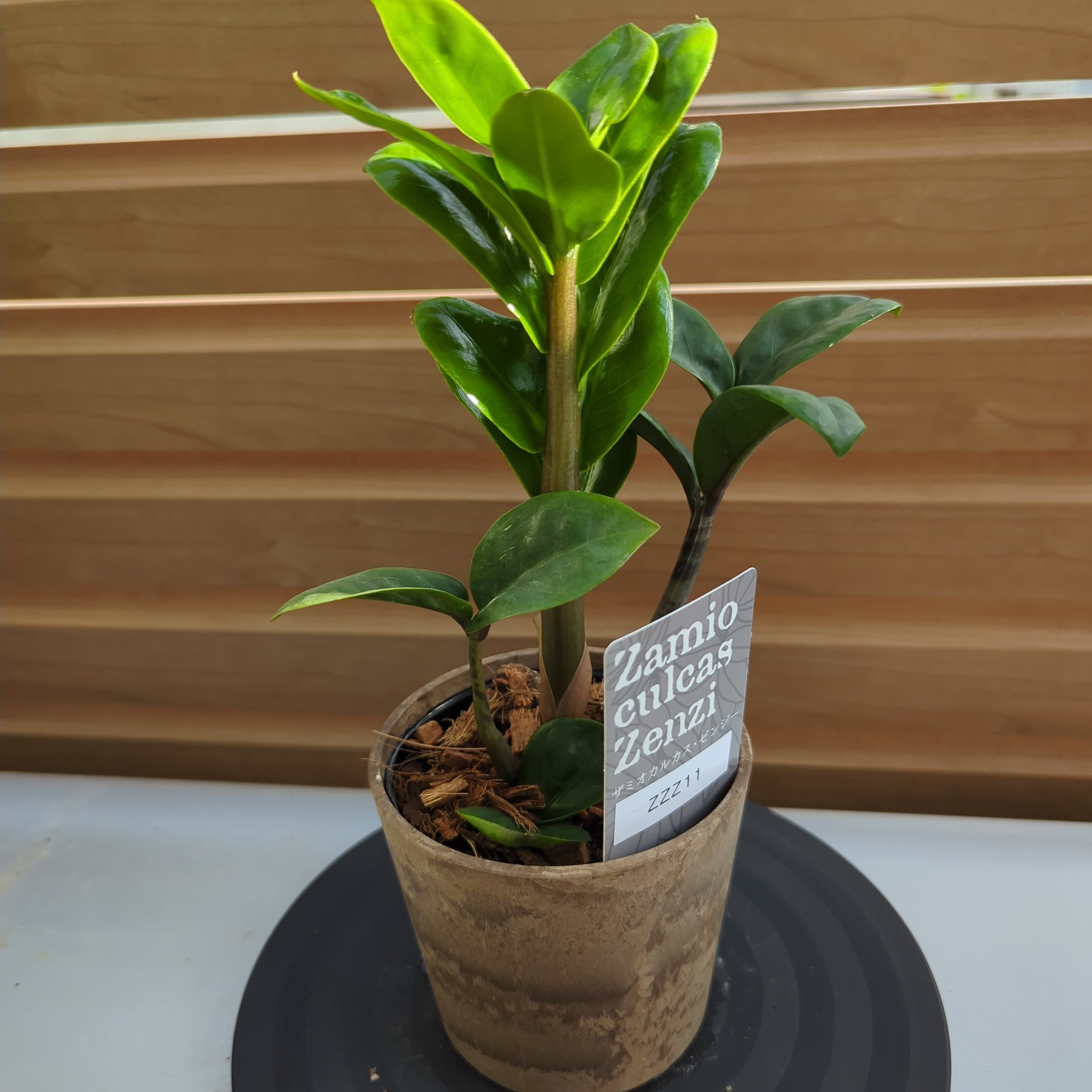 特大 ザミオクルカス sp. 鉢のまま発送 塊根 コーデックス 発根済