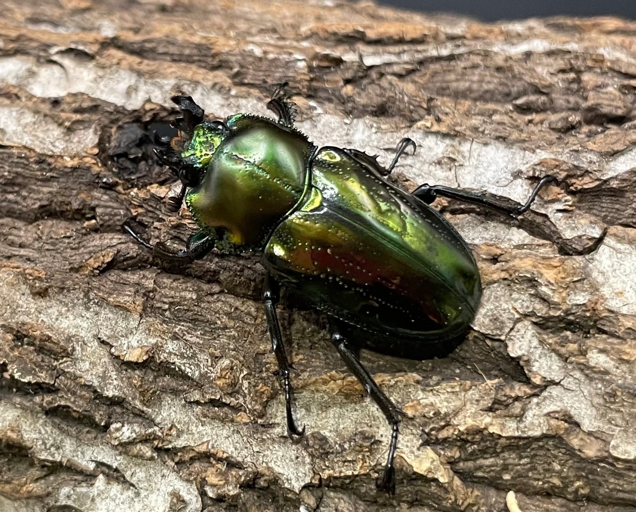 《ニジイロクワガタ Free ♂♀♀トリオ》