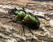 《ニジイロクワガタ Free ♂♀♀トリオ》