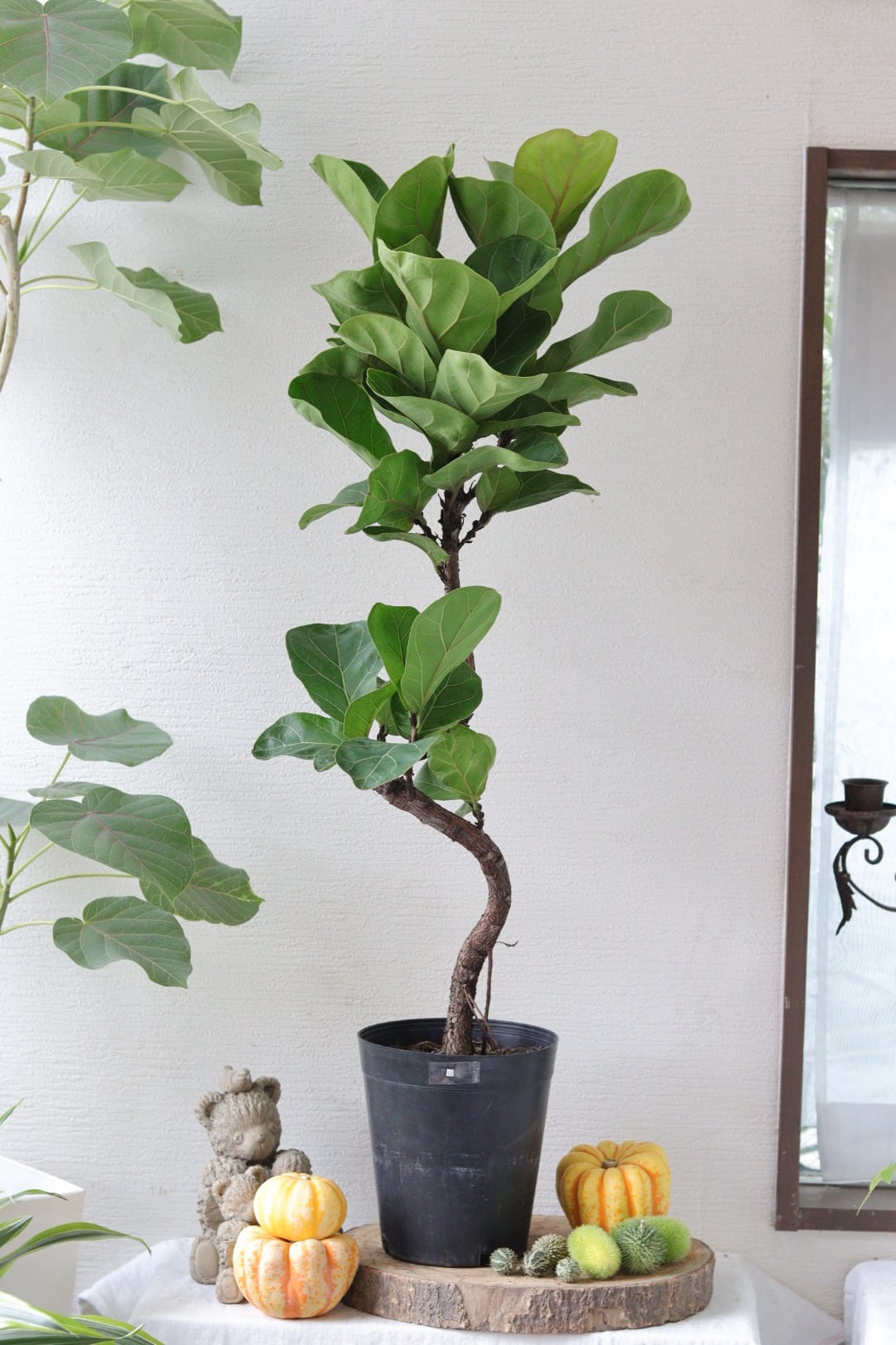 盆栽風♡野生的グリーン♡観葉植物♡ガジュマル | Total Plants Egret