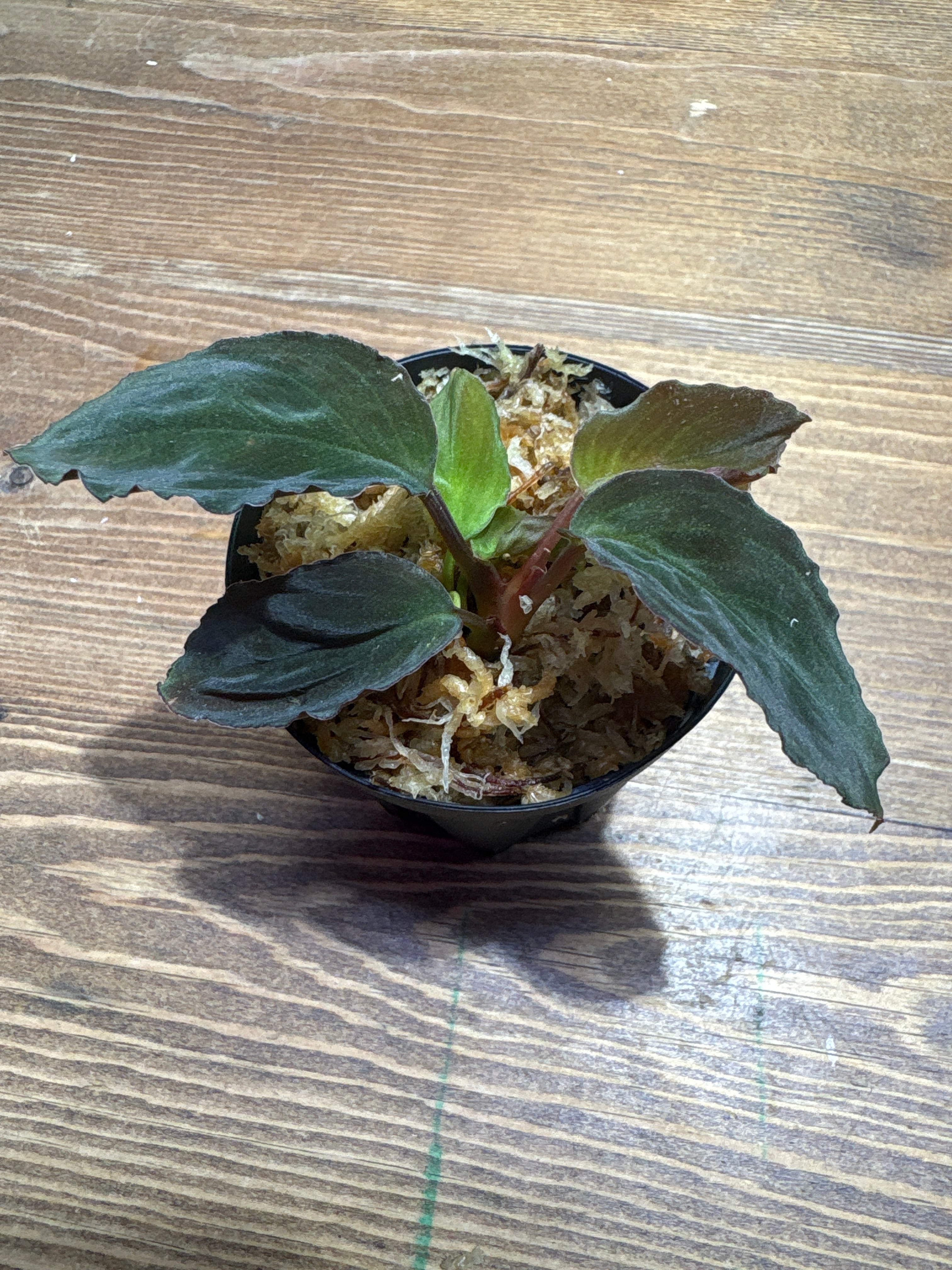 ホマロメナ | Plants Base