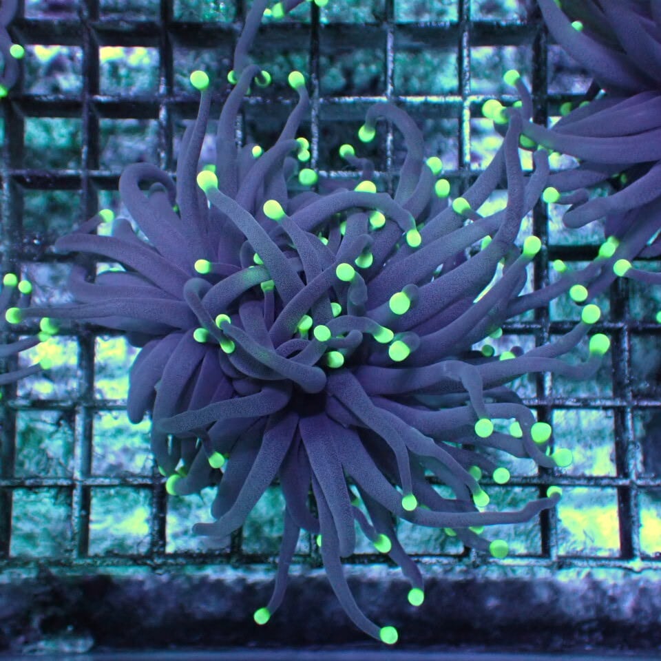 天然ライブロック Sグレード 1kg | HOUSE REEF(ハウスリーフ)サンゴ