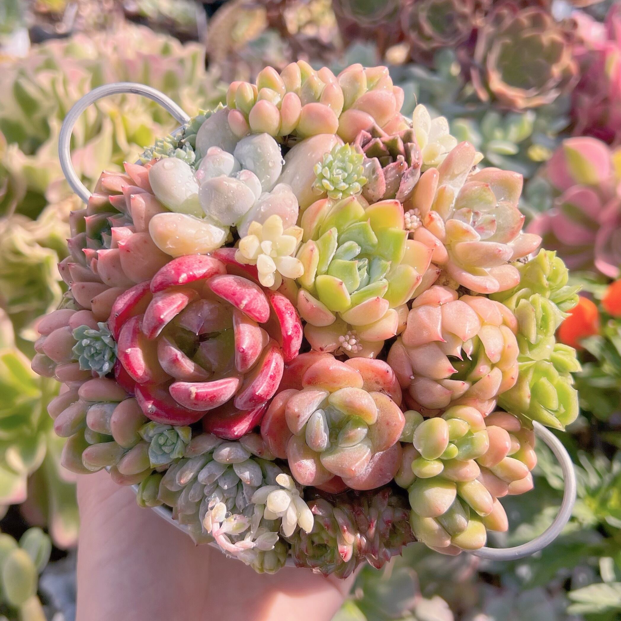 現物　寄せ植え鍋セット#735   るる農園