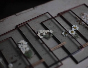 Glass specimen      ~季節のガラス標本 ~