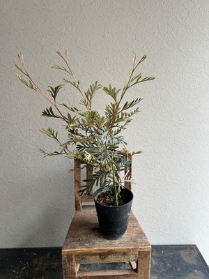 グレビレア　ドーンパープル③