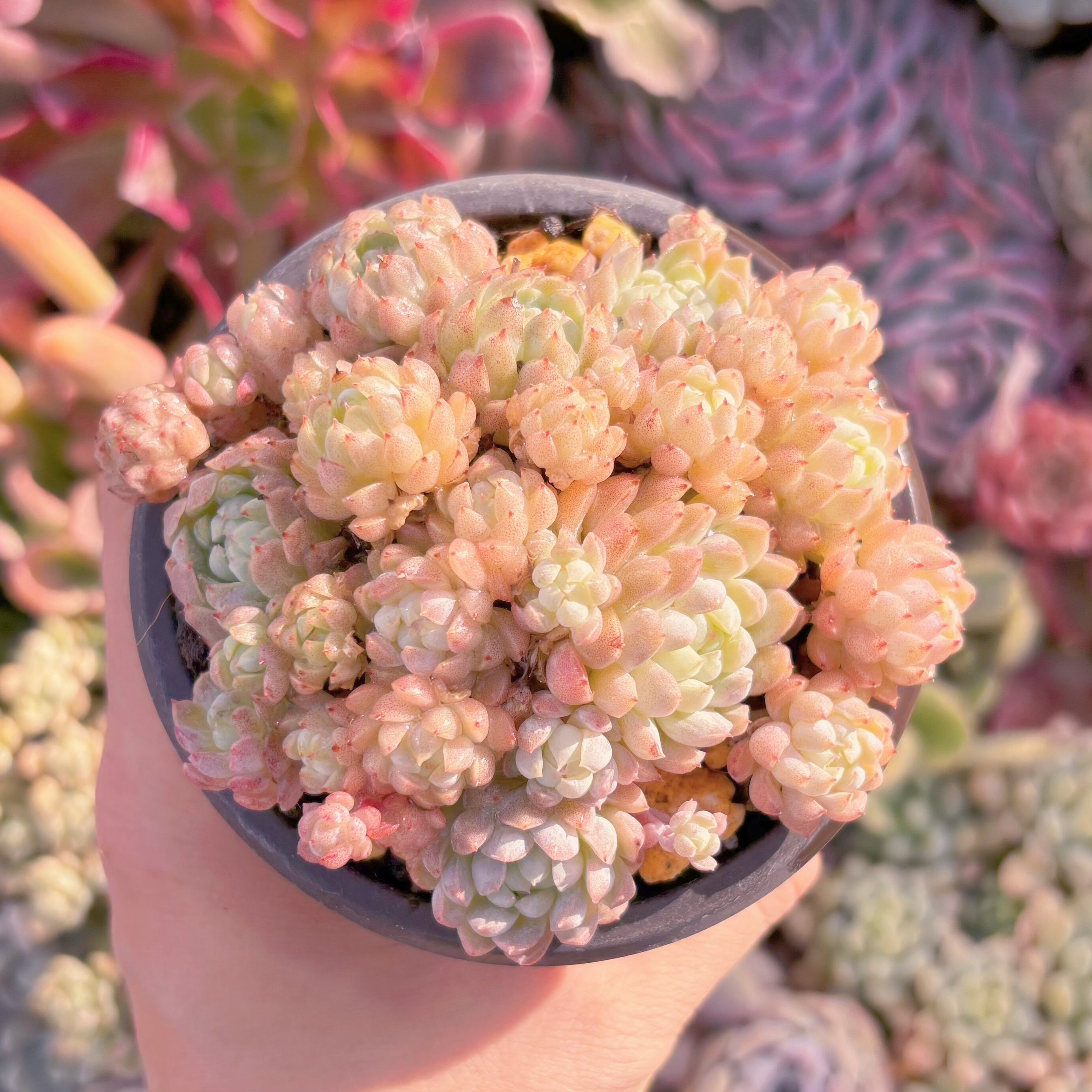 現品　ハチミツボール#A86　新入荷　るる農園