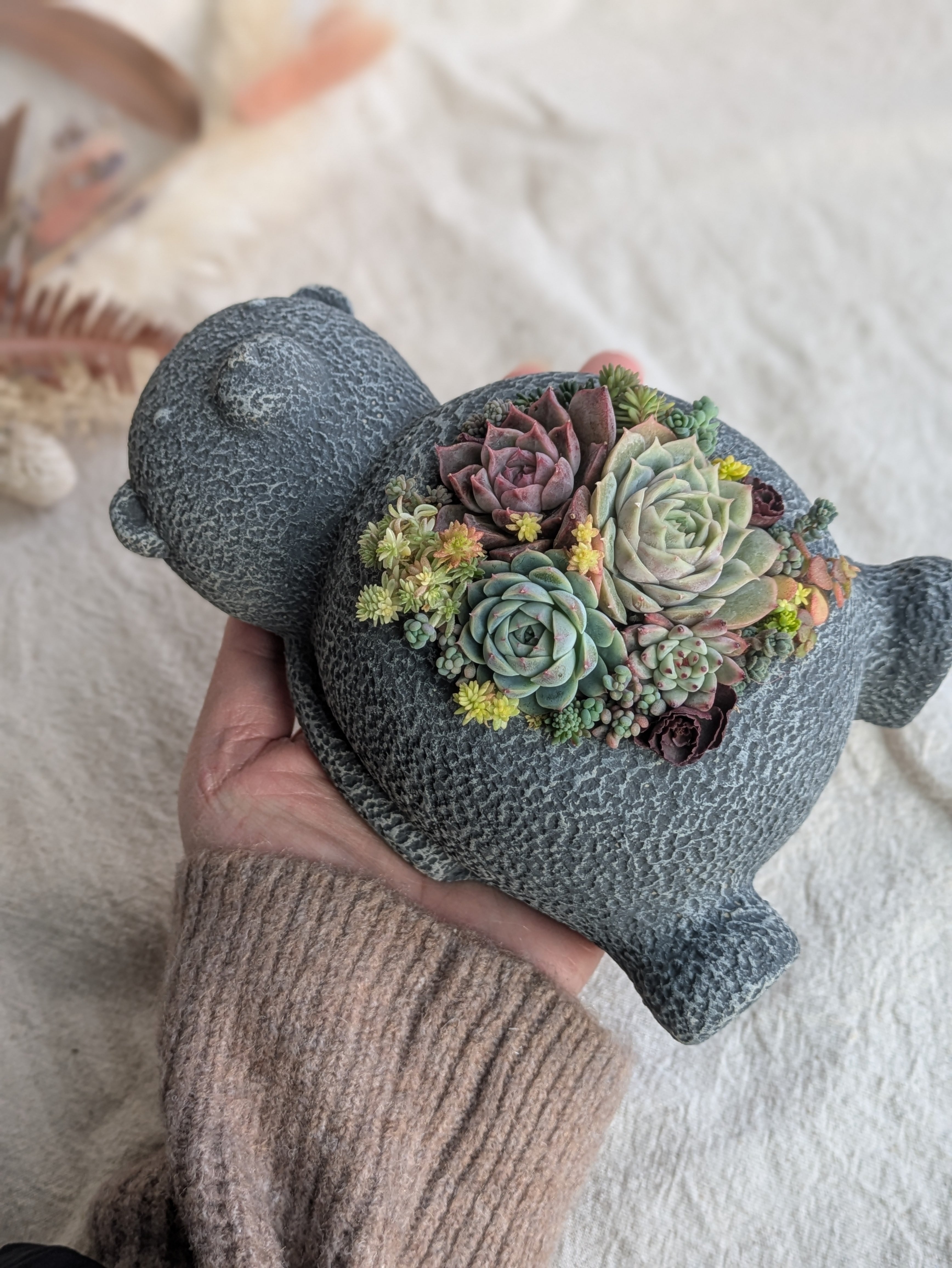 お昼寝くま鉢♡多肉植物の寄せ植え(大) | hananae