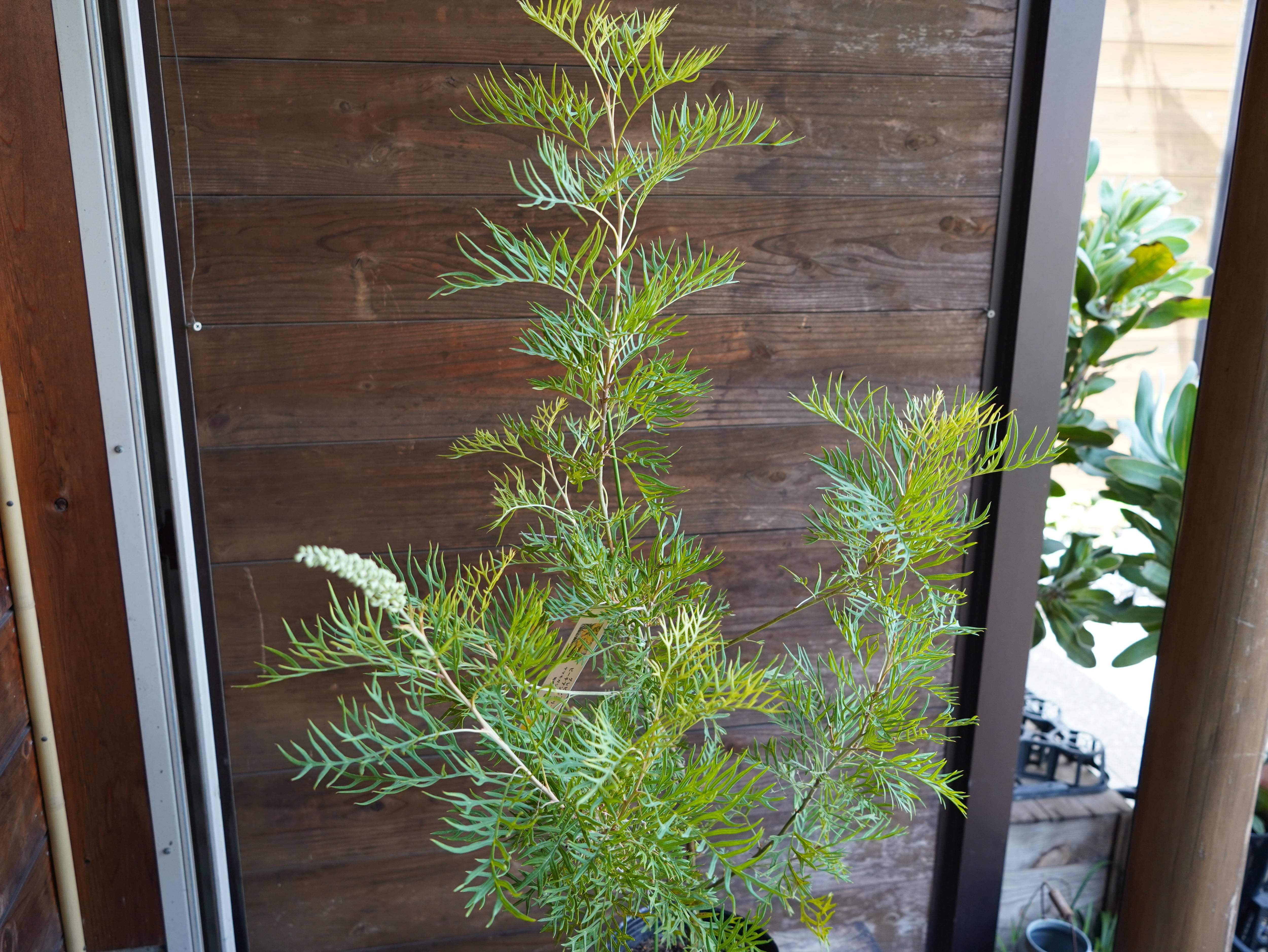 【現物】グレビレア ”ピーチアンドクリーム” B