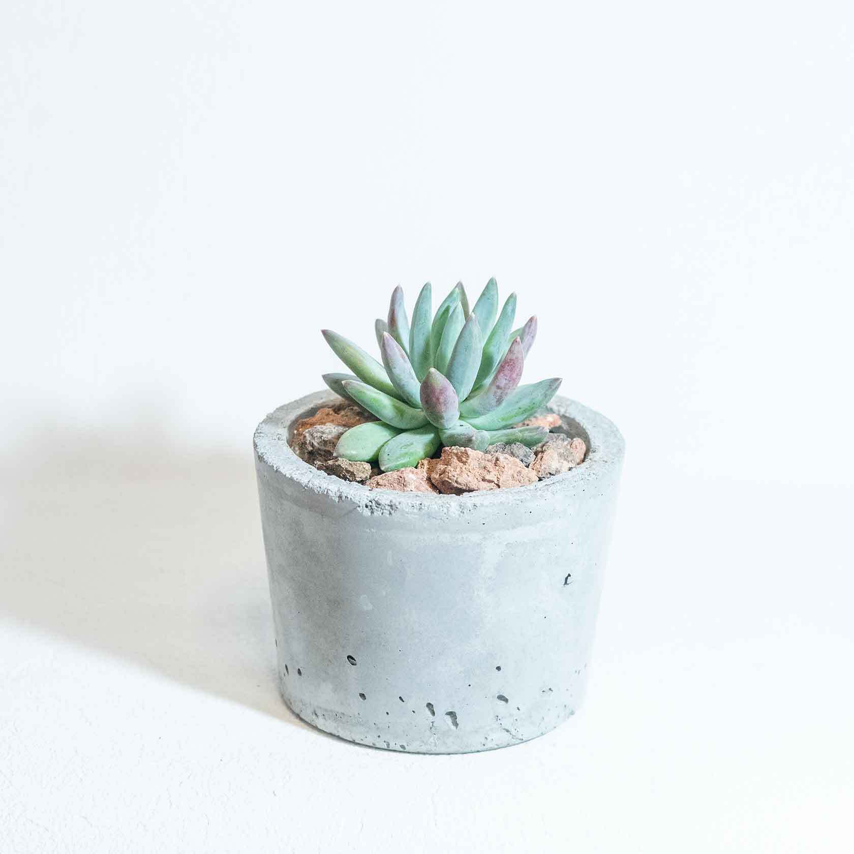 \送料無料/≪ 多肉植物 ≫室内管理もオッケーなパキフィツム・フーケリーの鉢植え|シンプルでお部屋を選ばない手作りモルタル鉢