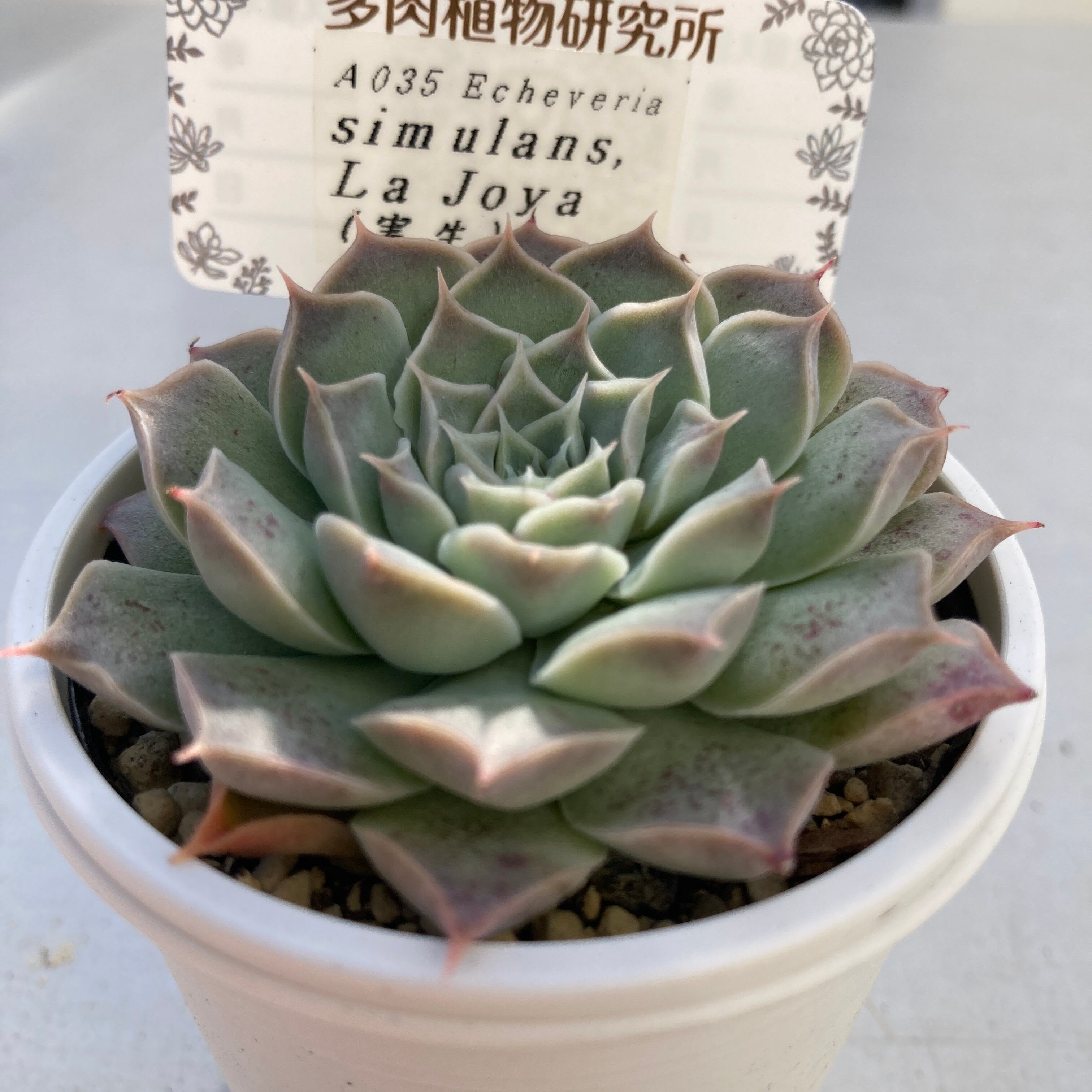 現物商品】ECHEVERIA simlans La Joya 原種 実生苗 | 多肉植物研究所