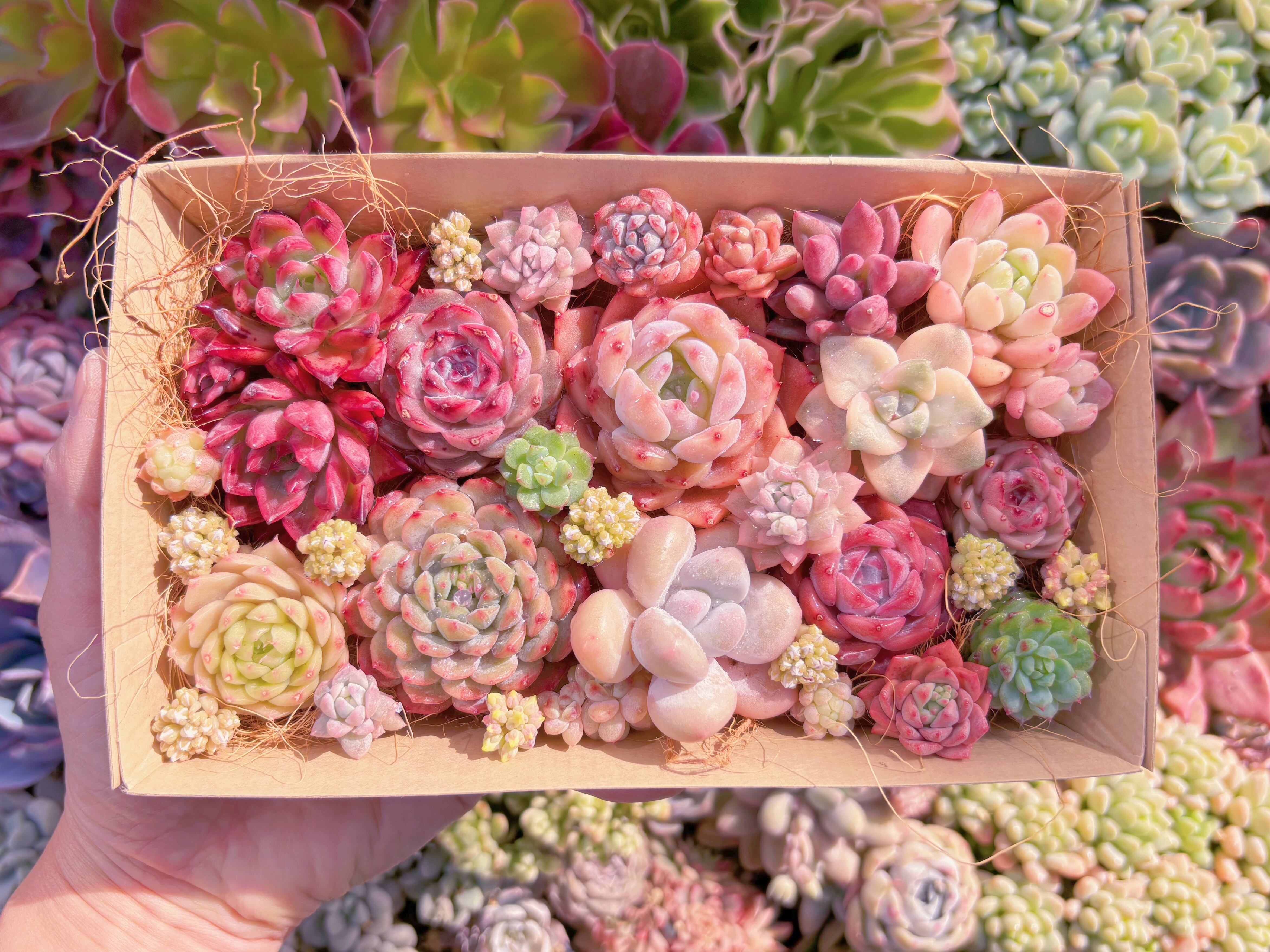 現品　寄せ植えセット#1153　12cmx20cm　るる農園