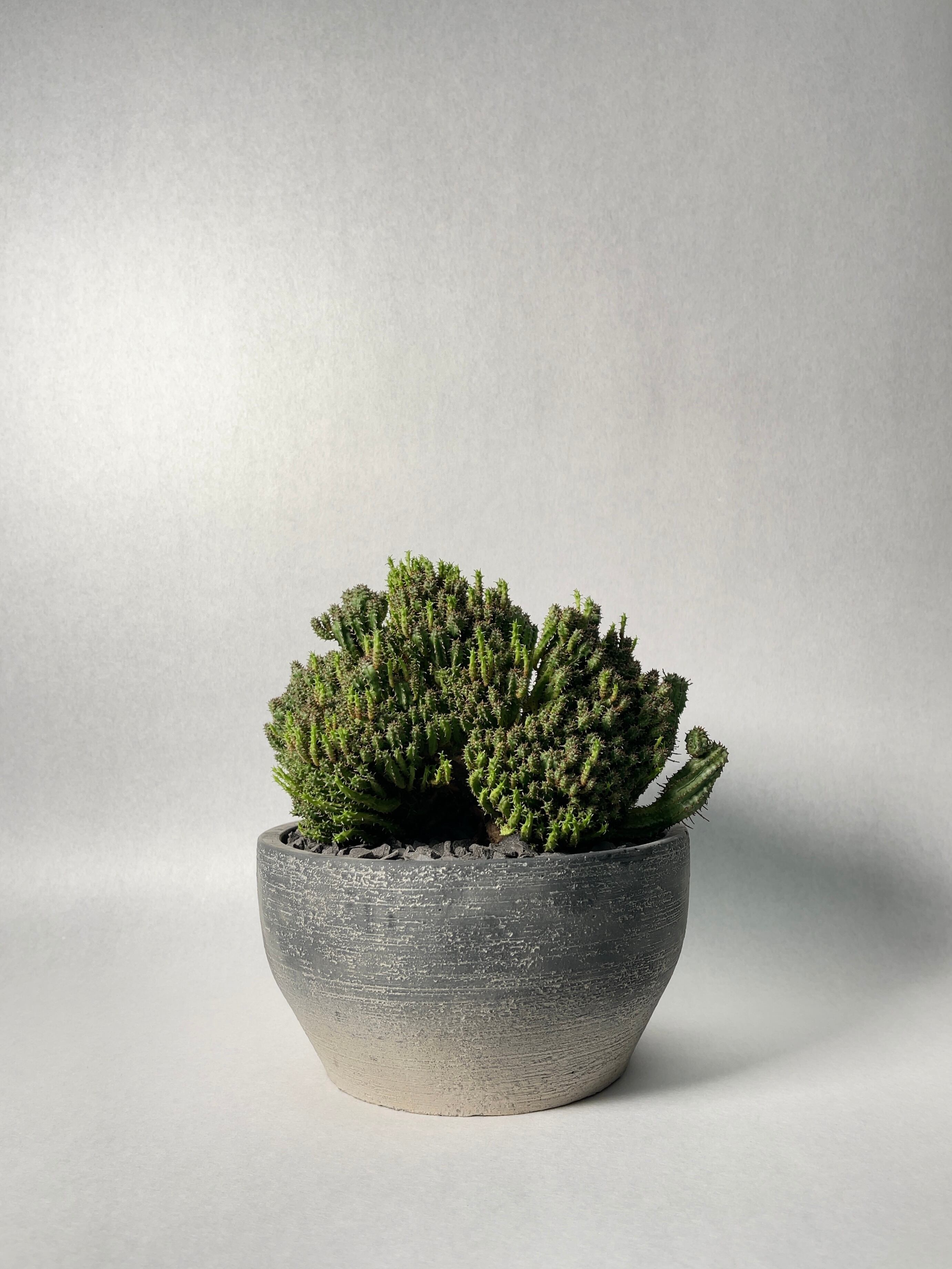 ユーフォルビア・エノプラモンスト | trigger