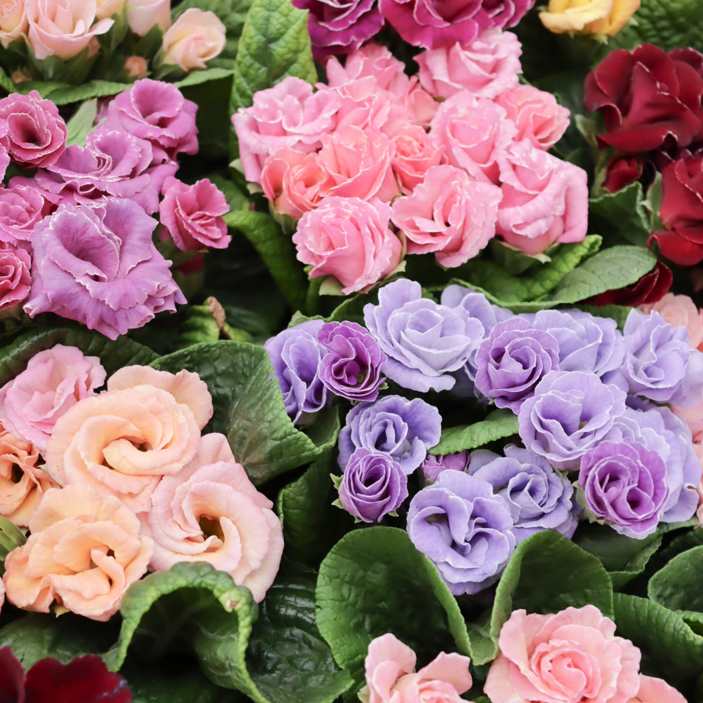 Green heartꕥオンラインショップ