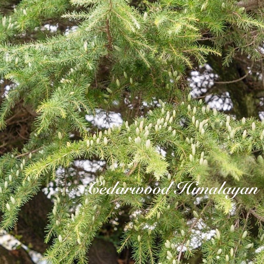 シダーウッドヒマラヤ（15ml）