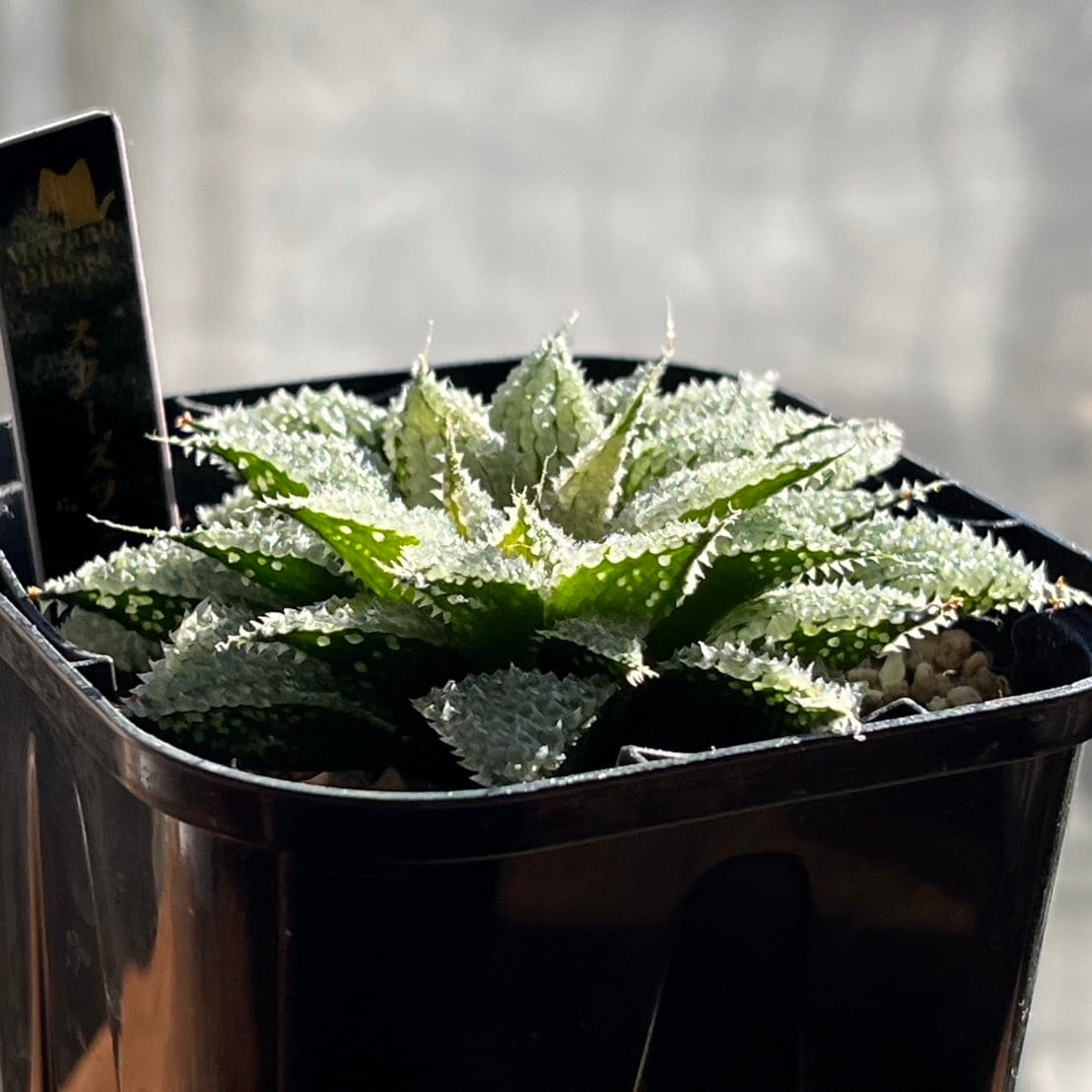 ハオルチア スターズフェアリー ハオルチア スターズフェアリー | mocono_plants