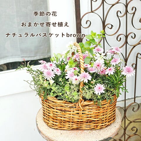 季節の花 おまかせ寄せ植え 木製ナチュラルバスケットbrown