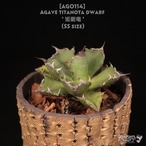 【送料無料】Agave titanota dwarf '姫厳竜' SS〔アガベ〕AG0114