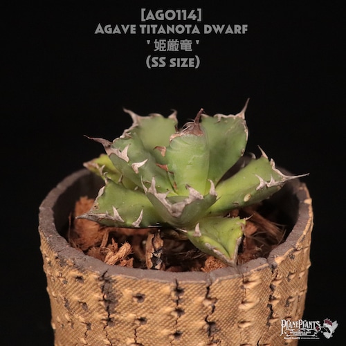 【送料無料】Agave titanota dwarf '姫厳竜' SS〔アガベ〕AG0114