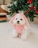 予約【Mabellefifi】Bouncy Bunny Knit Hat (Pink)
