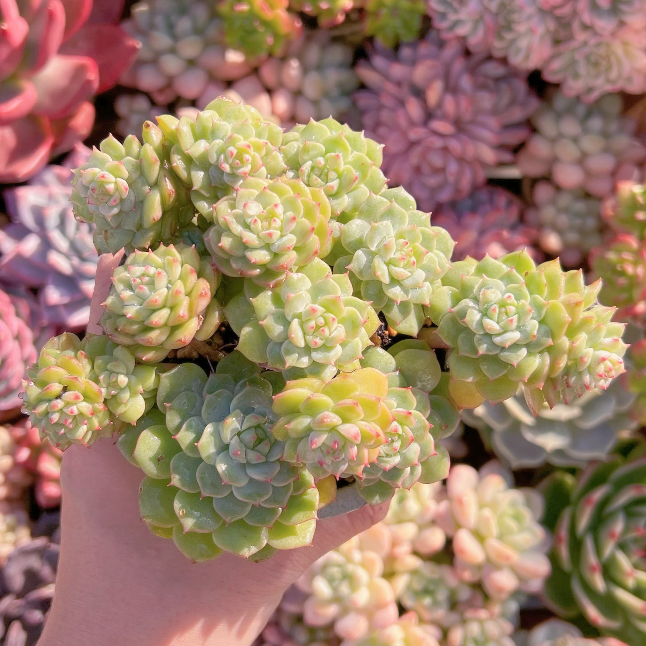 現品　パンダフェス#620　新入荷　るる農園