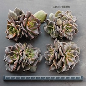 カット苗 ブラックマディバ Echeveria 'Black Madiba'