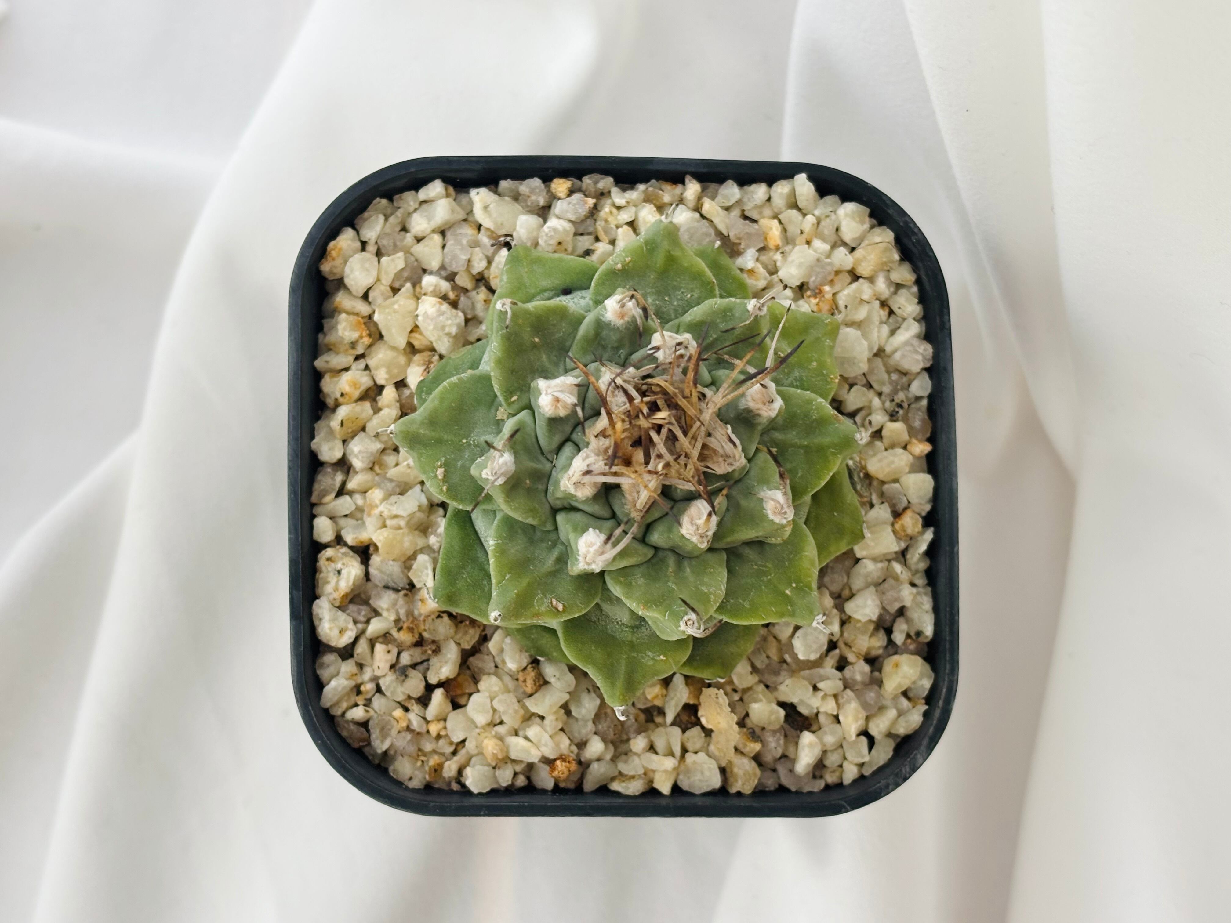 Turbinicarpus alonsoi ツルビニカルプス 大疣 アロンソイ サボテン
