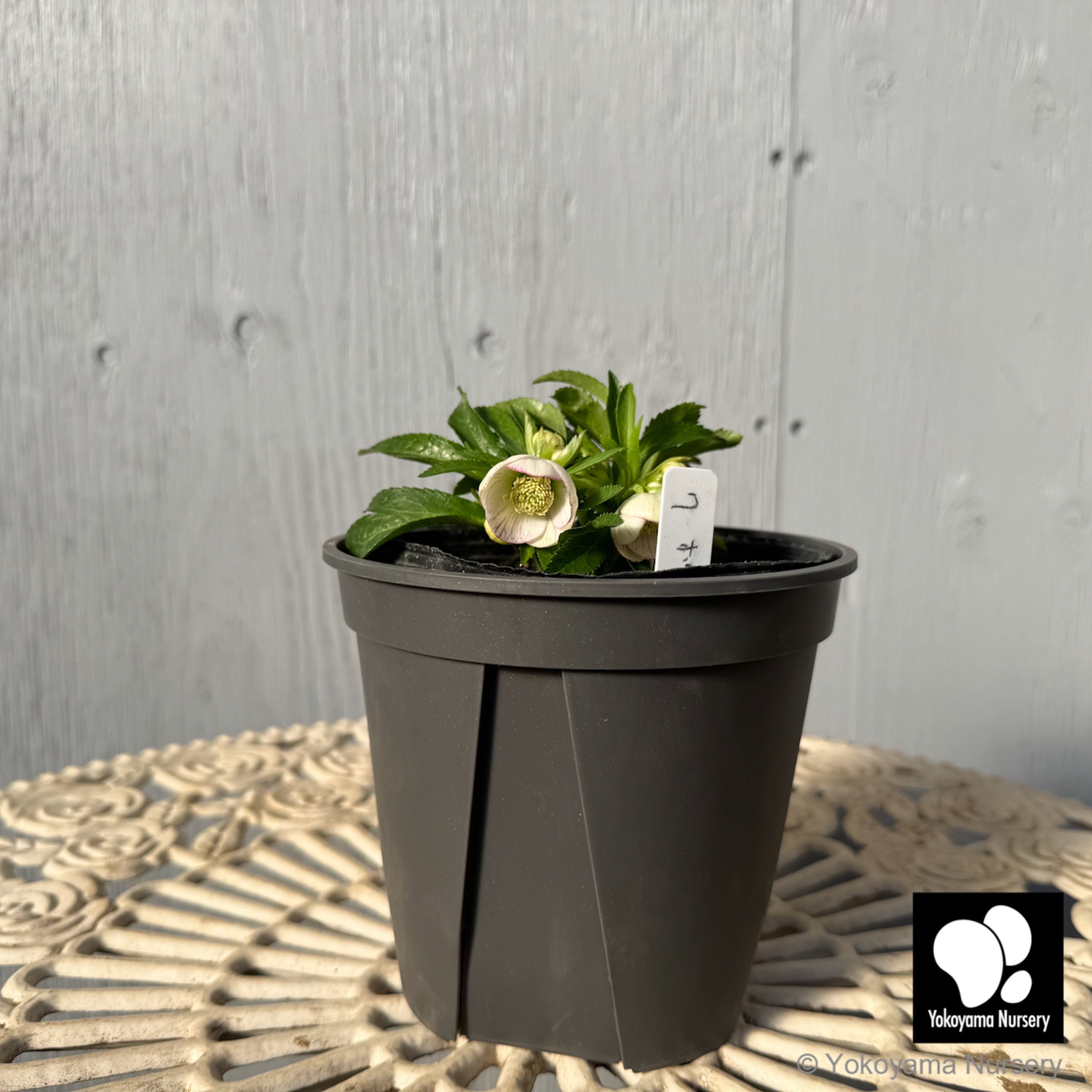 抽選販売】［7］ クリスマスローズ プチドール ホワイト ピコティー