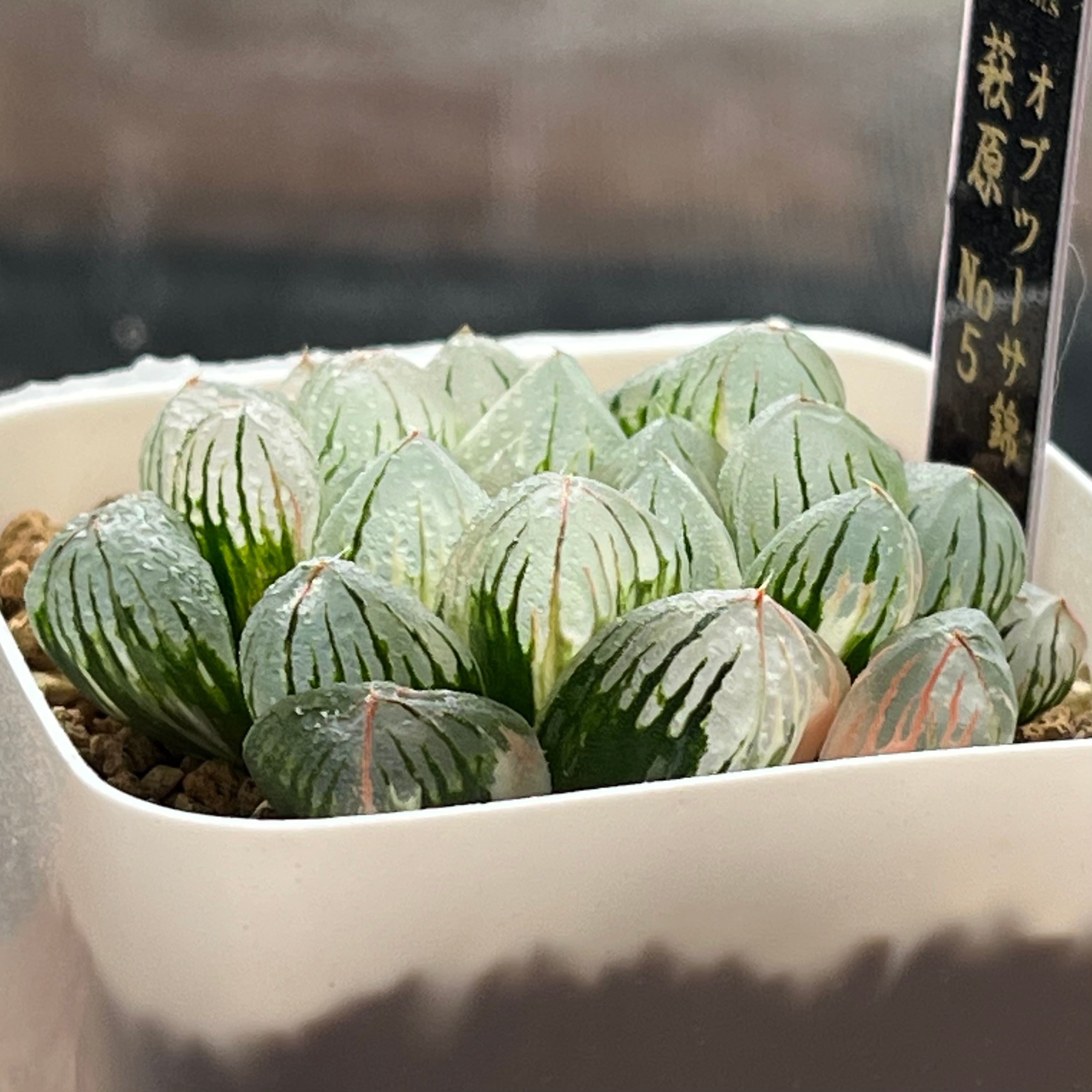 ハオルチア オブツーサ錦 萩原No.5 | mocono_plants