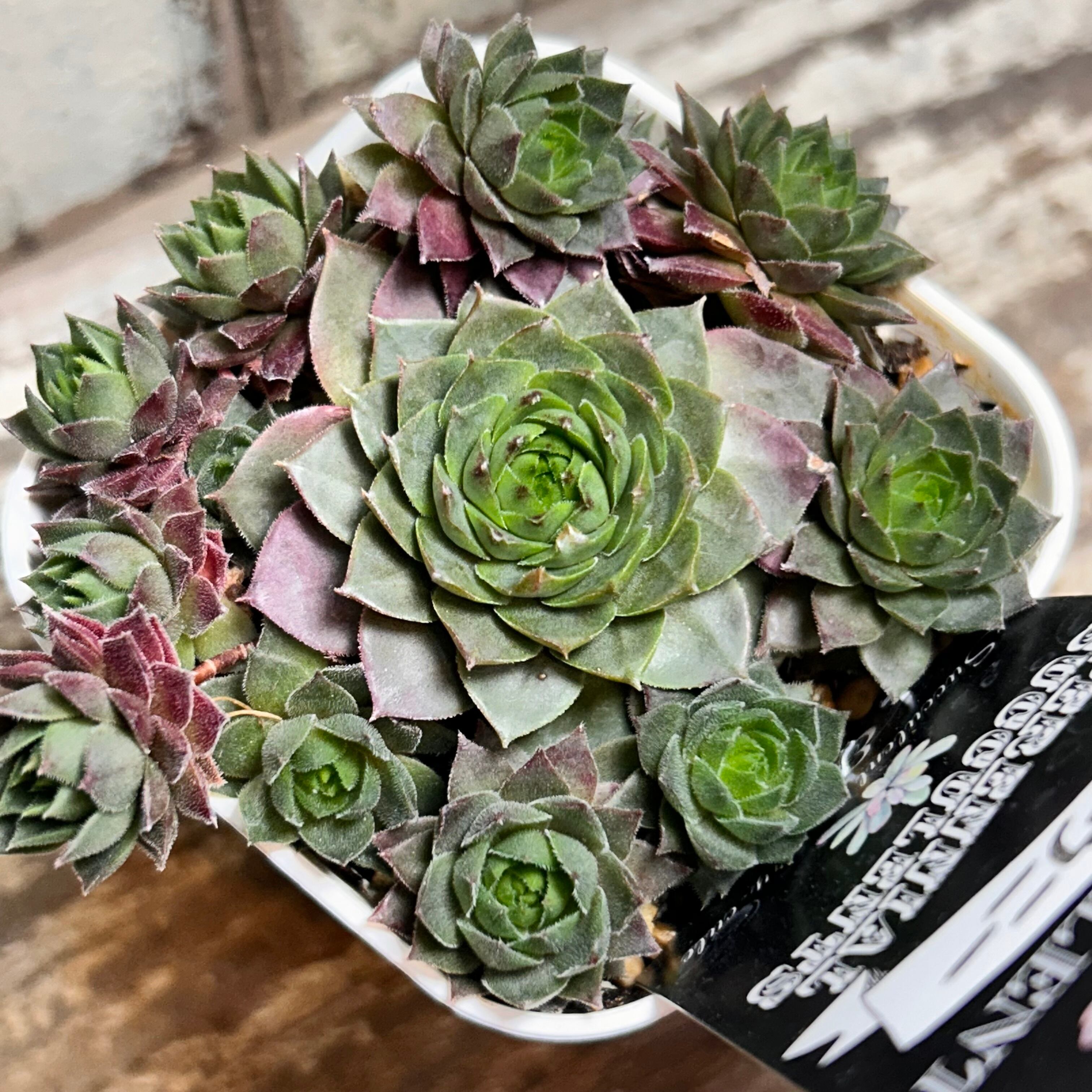 アーノルディ アエオニウム | RuPo 多肉植物専門店